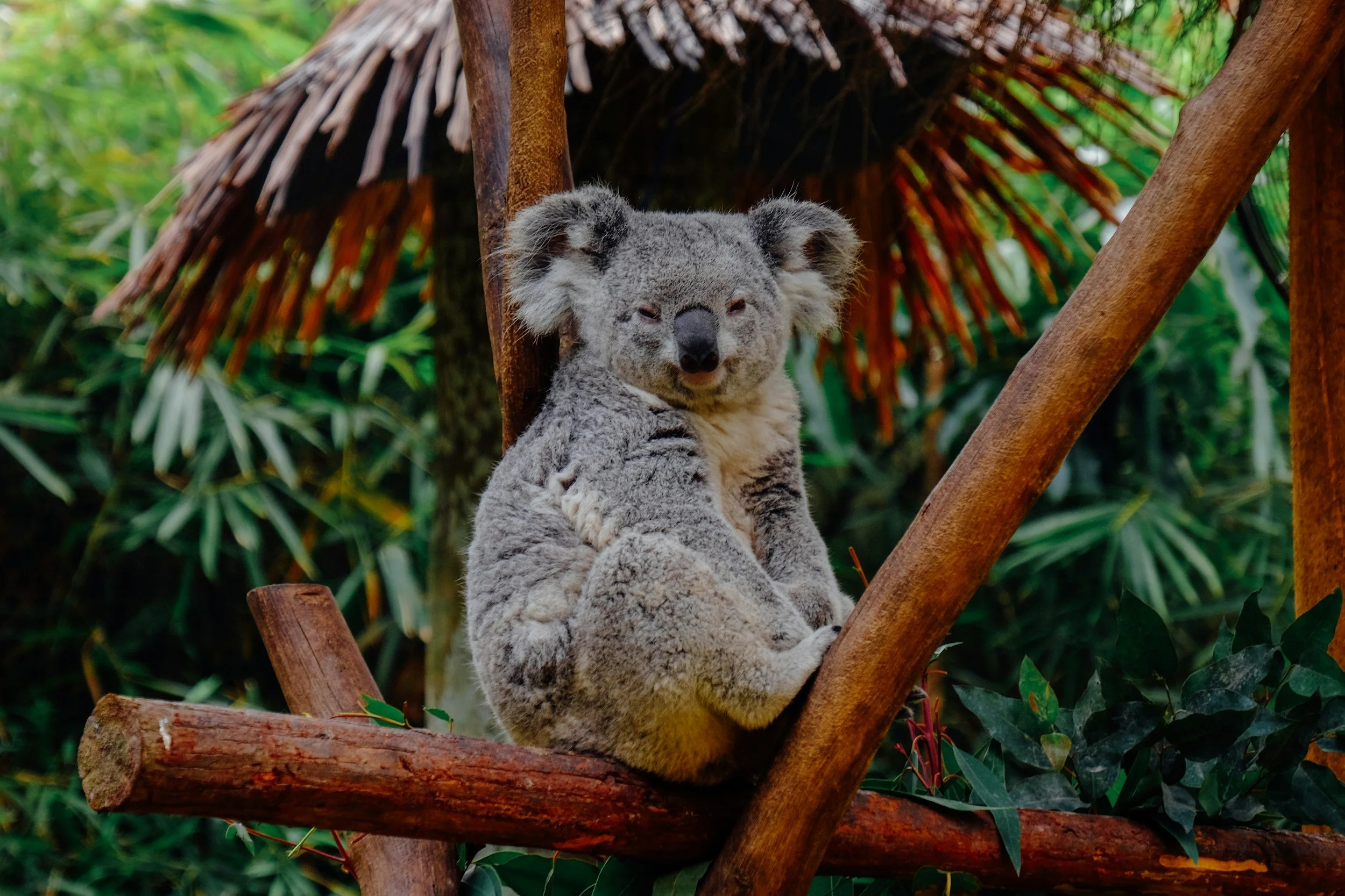 Grim statistics on koala survival odds