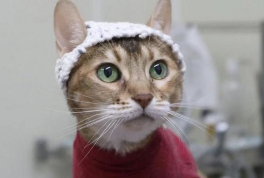 How Knitted Beanies Are Revolutionizing Feline Brain Scans – No Sedation Required!