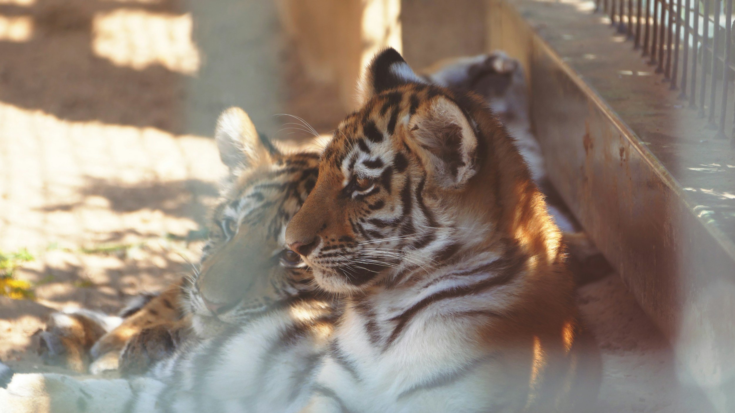 Can captive tigers be part of the effort to save wild populations?