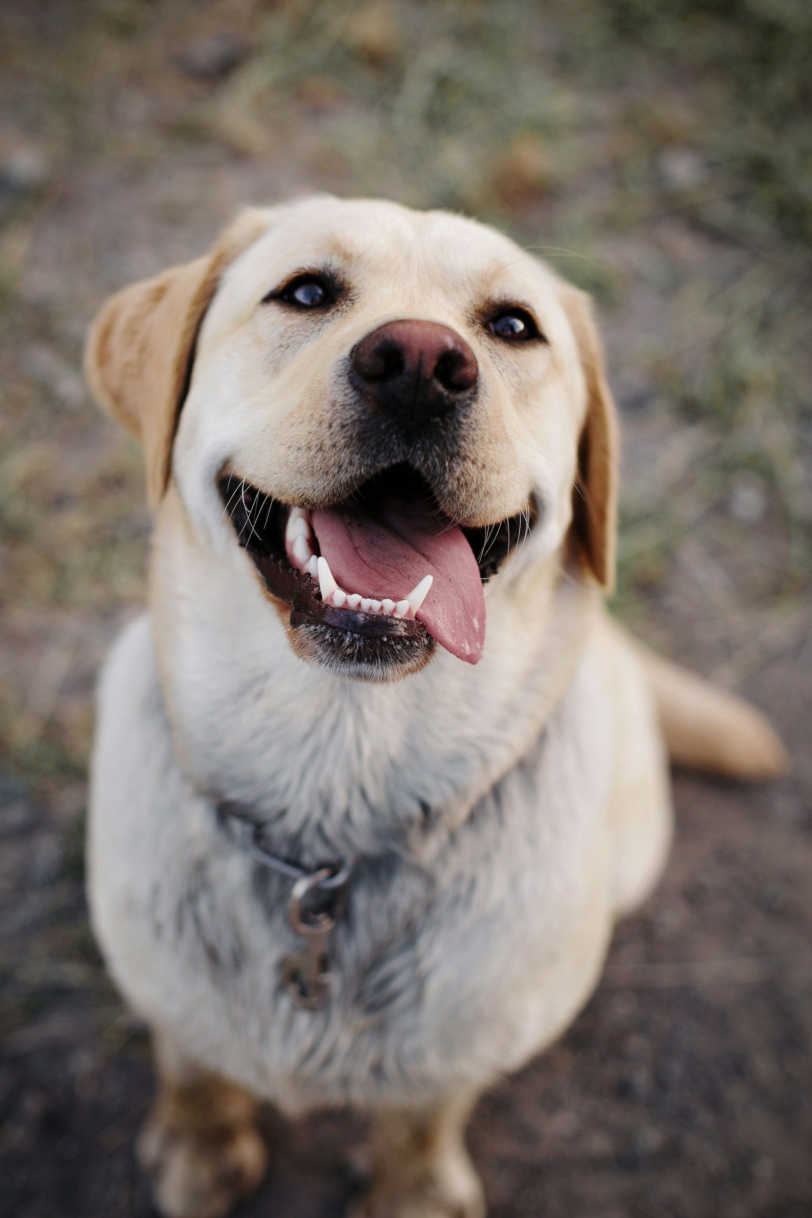 Rare Blood Disorder in Labrador Retriever: How a Runny Nose Revealed a Fatal Condition