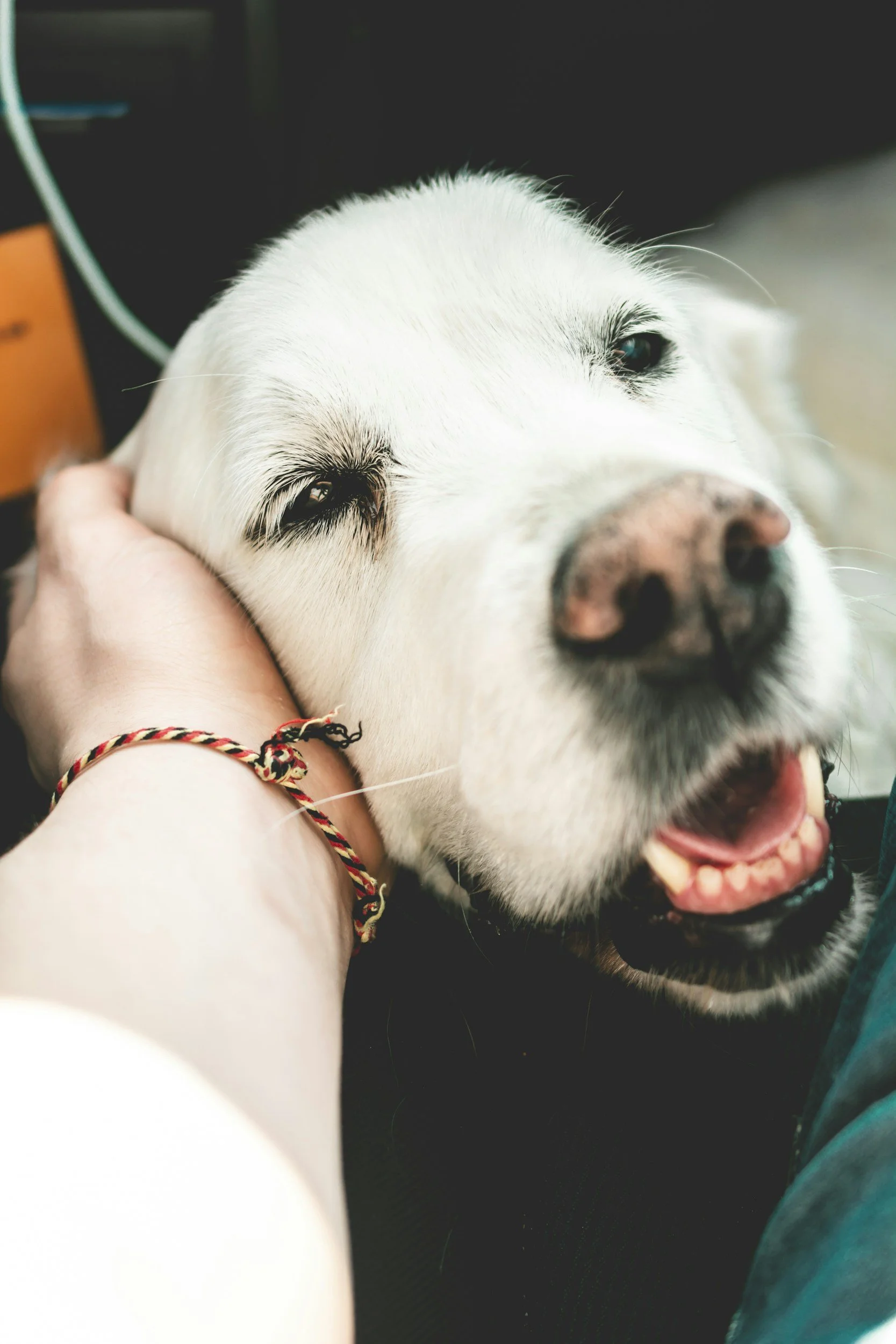 CHOP-19 vs. CHOP-25: Which Chemotherapy Protocol Is Best for Dogs with Lymphoma?