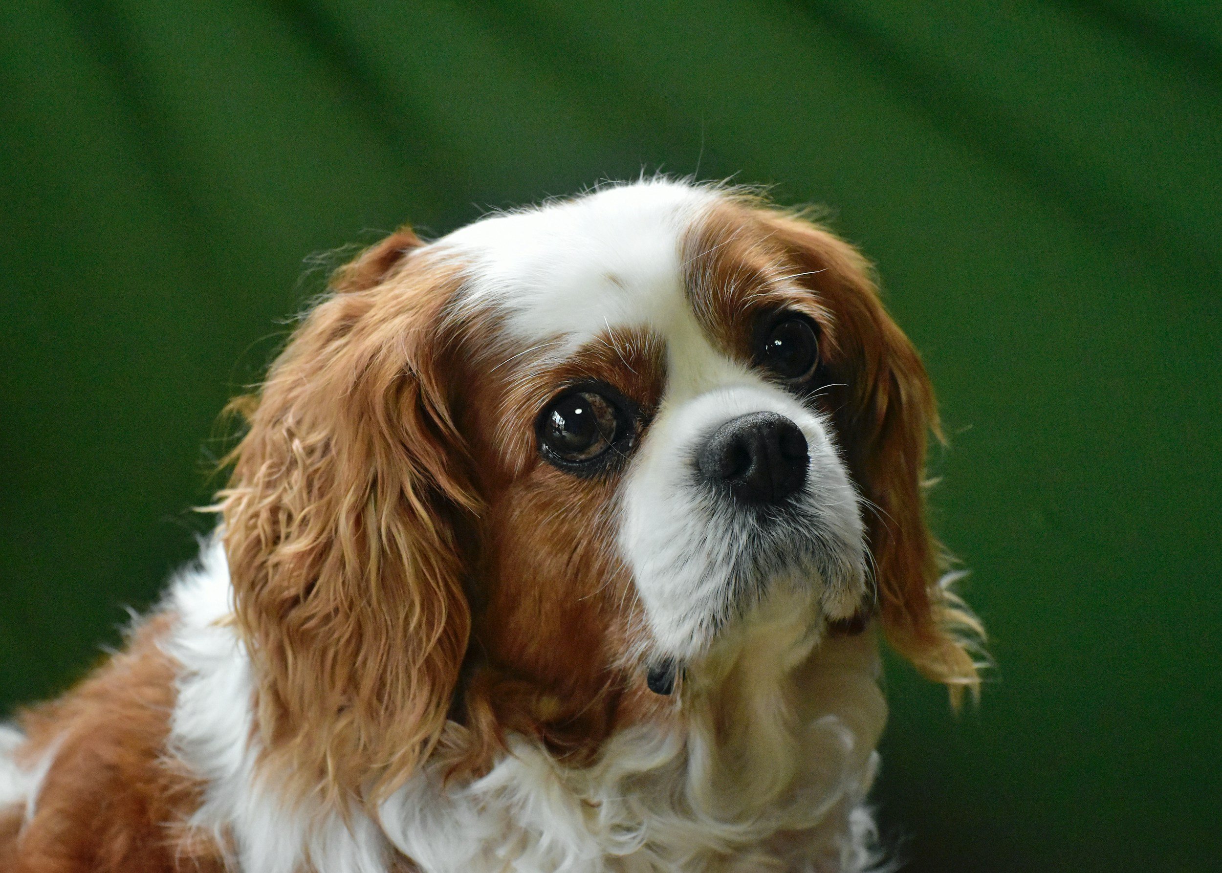 AI algorithm accurately detects heart disease in dogs