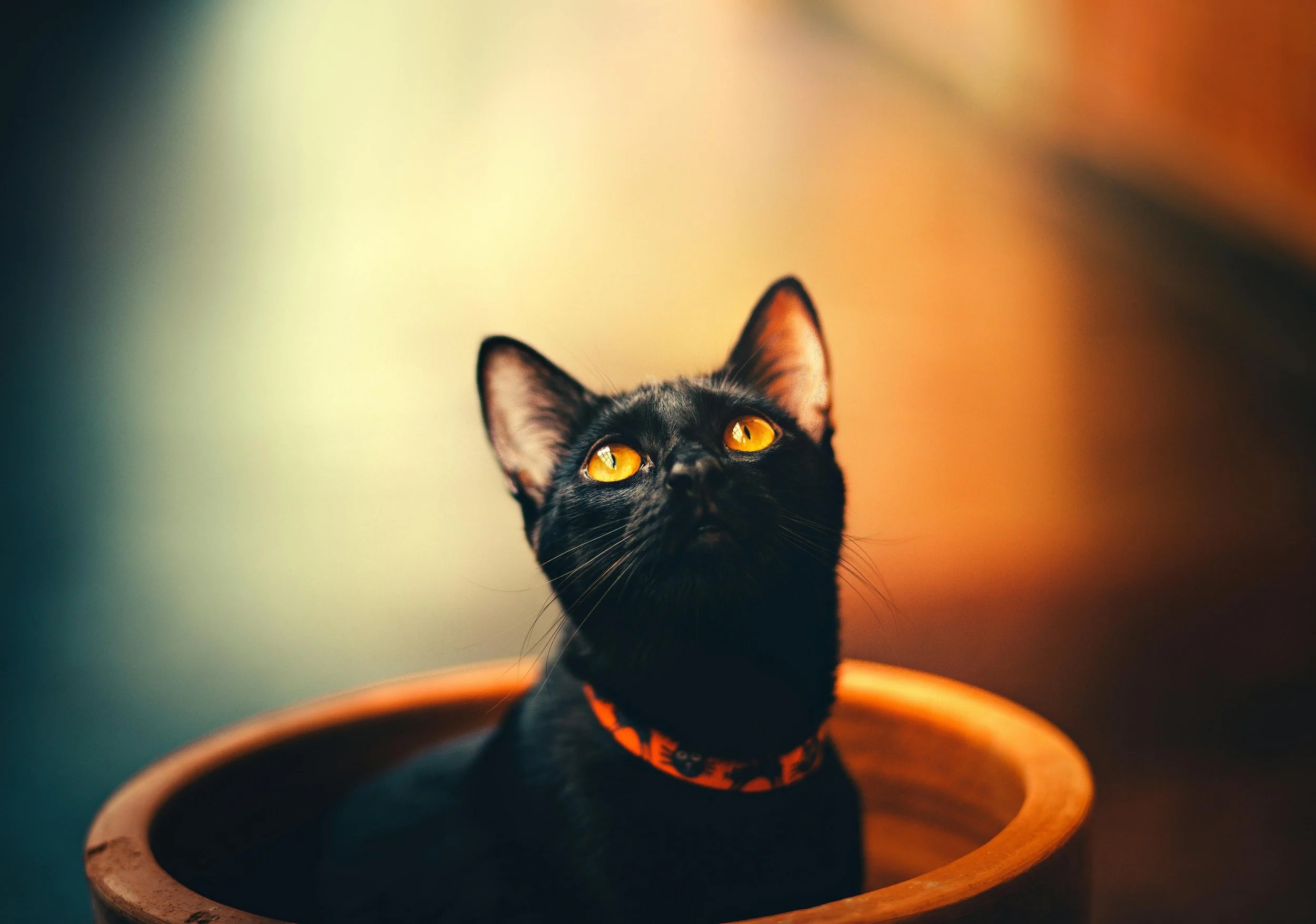 Trick and Treat: Black cat's prey harbored a new, exotic virus