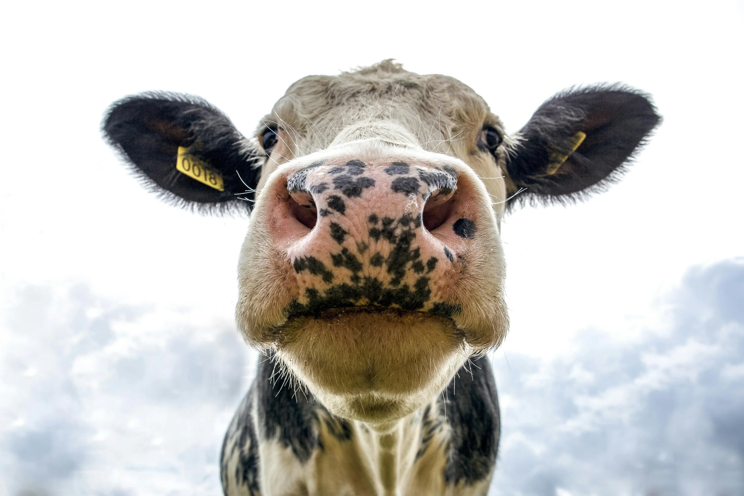 Merck Animal Health’s Game-Changing Tech: Transforming Dairy Calf and Livestock Management with Smart Monitoring and Advanced RFID Readers