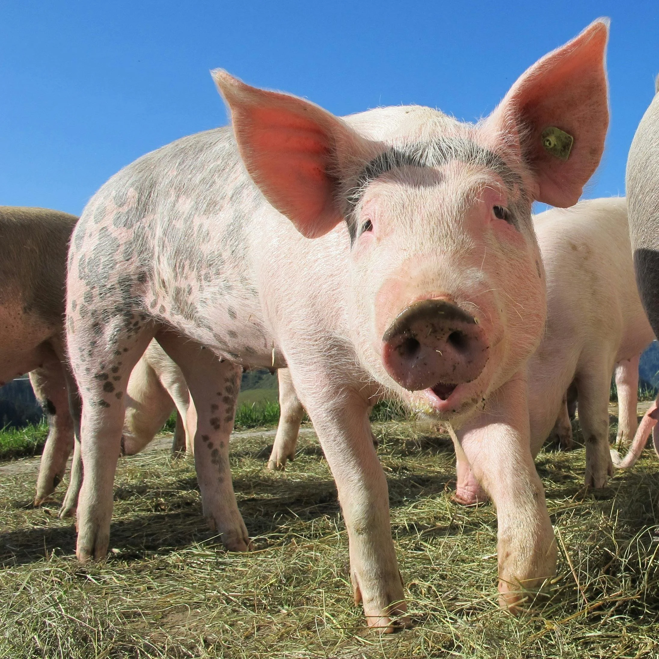 H5N1 Influenza Detected in Oregon Pig, Prompting Biosecurity Focus to Protect Swine Herds