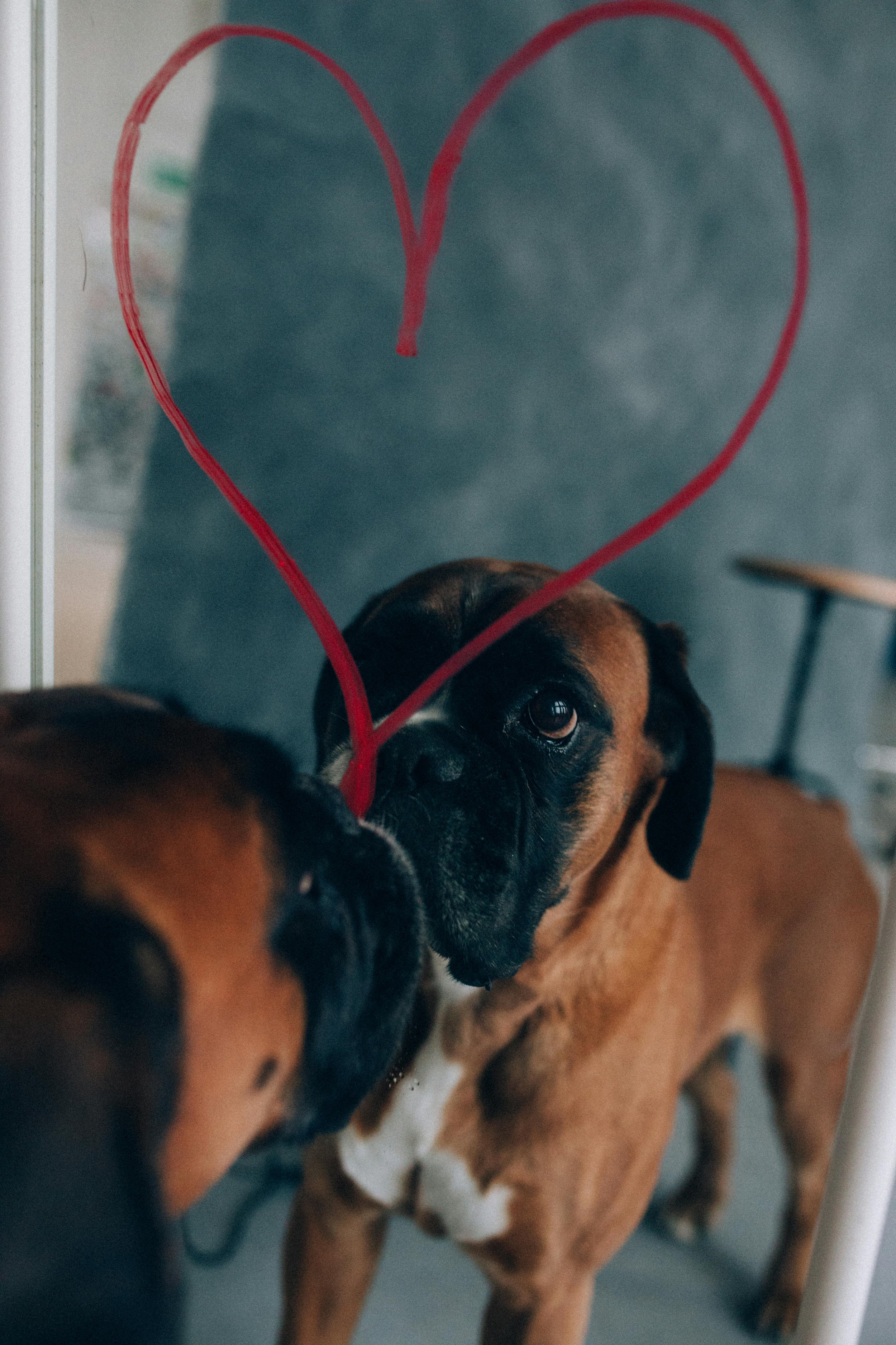 The Science of Emotional Bonding Between Pets and Owners