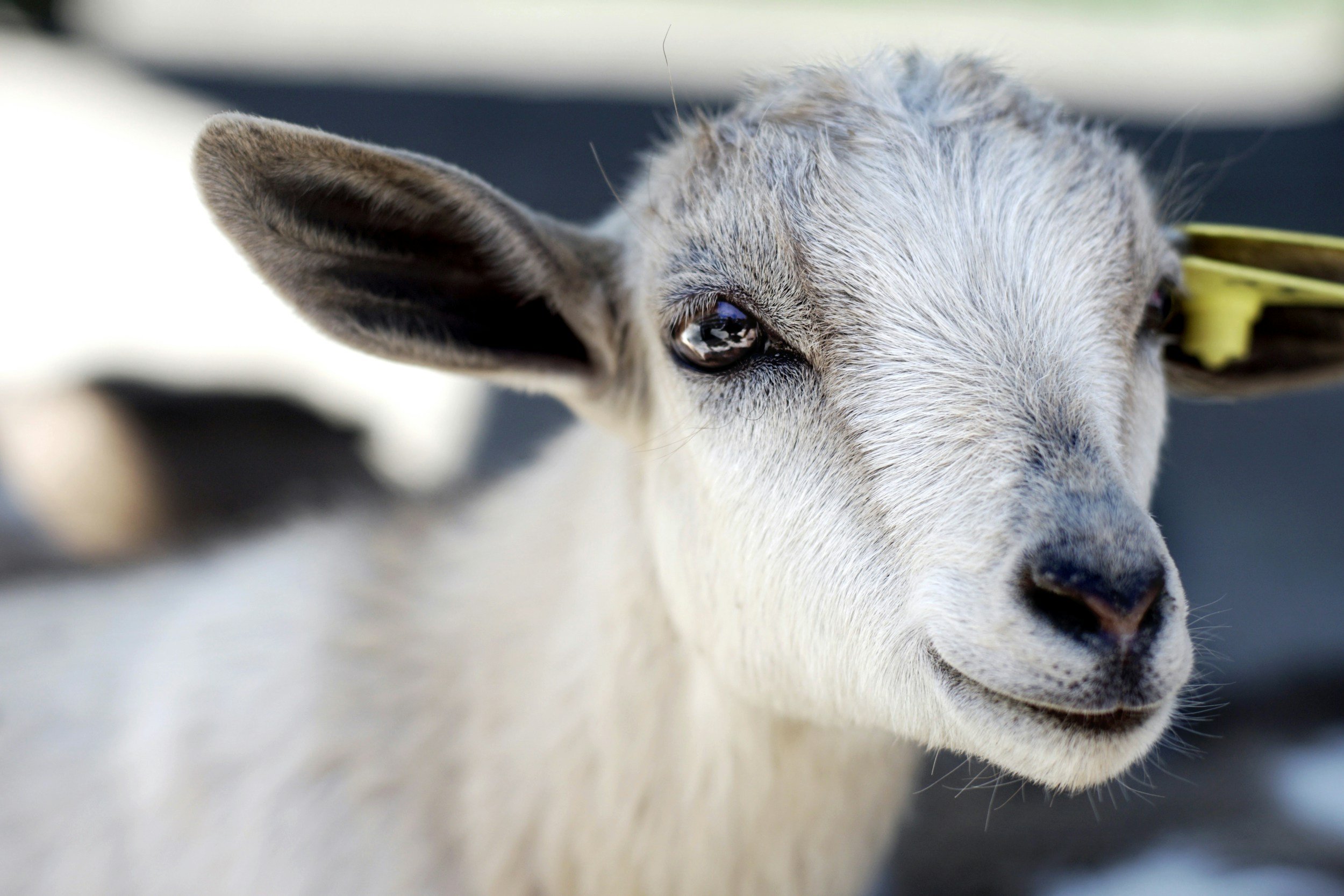 How AI is Learning to Read Pain on Goat Faces—and What it Means for Animal and Human Healthcar
