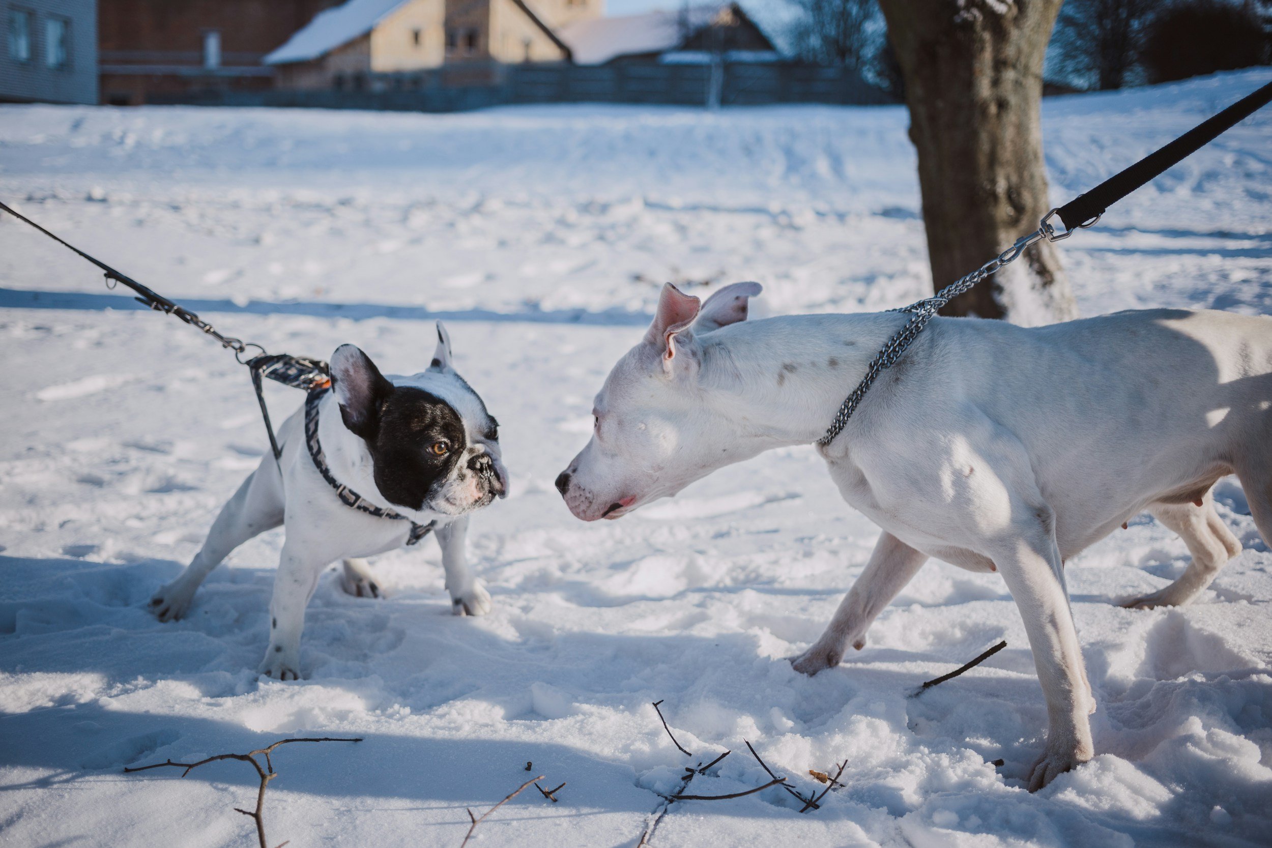 The Ancient Cancer That Dogs Have Been Passing Down for Thousands of Years: Inside the Mysterious World of Canine TVT
