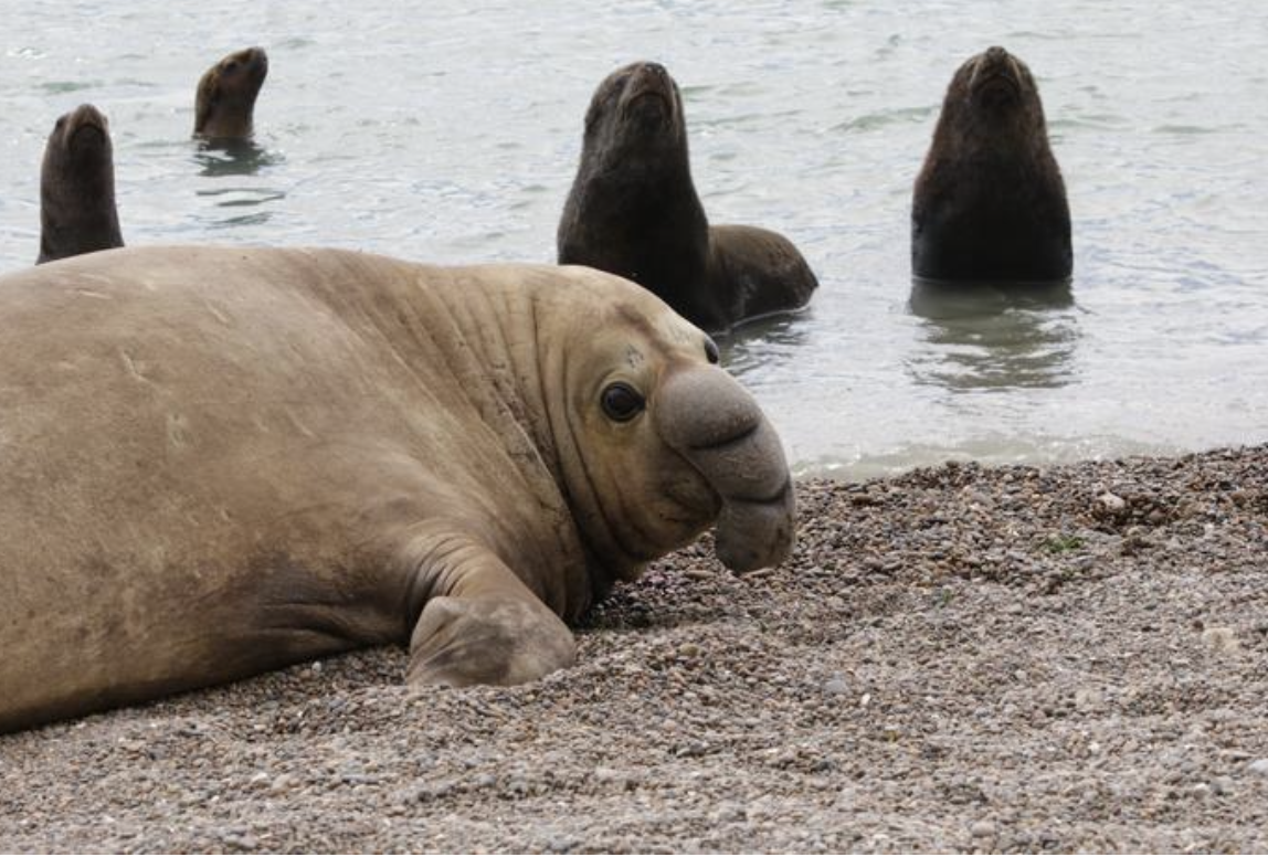 Elephant seal colony declines one year after avian flu outbreak