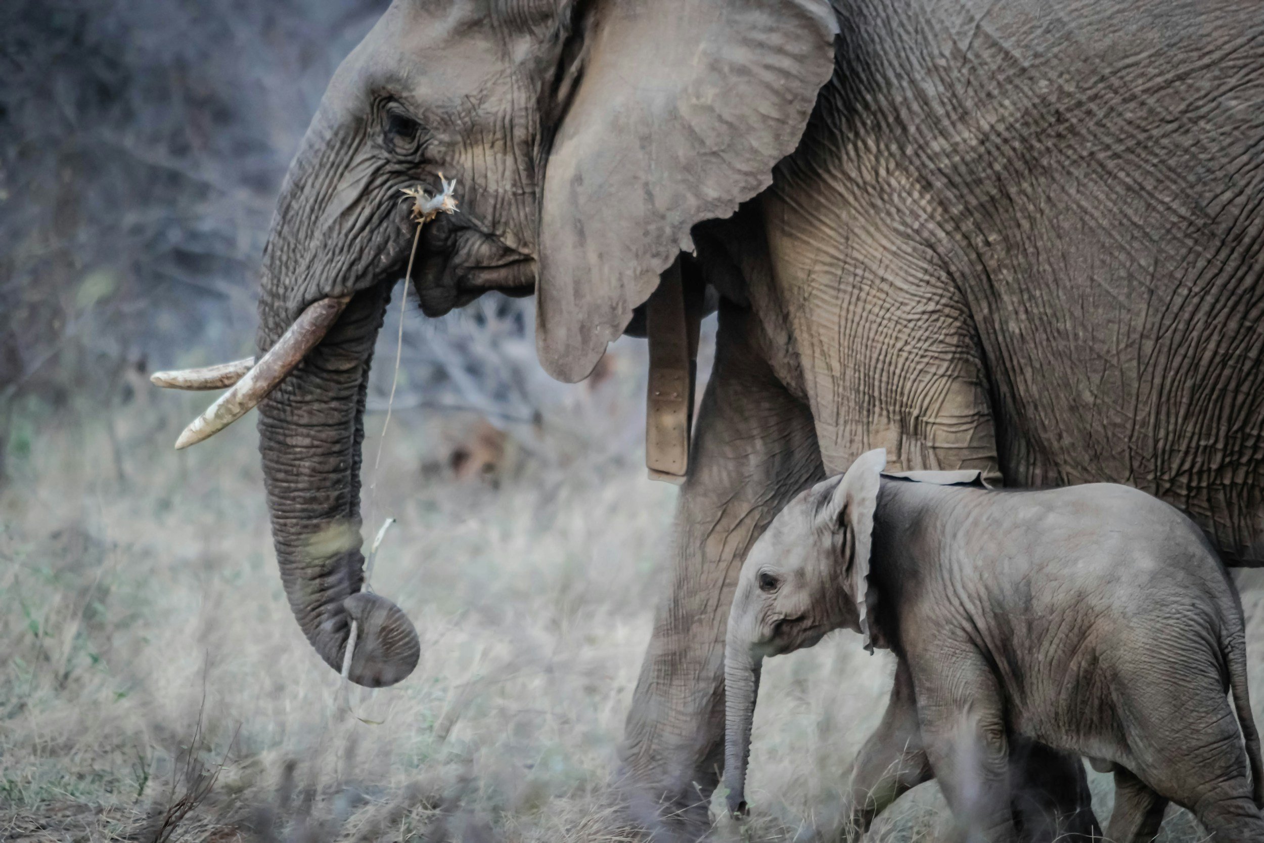 50 years of survey data confirm African elephant decline