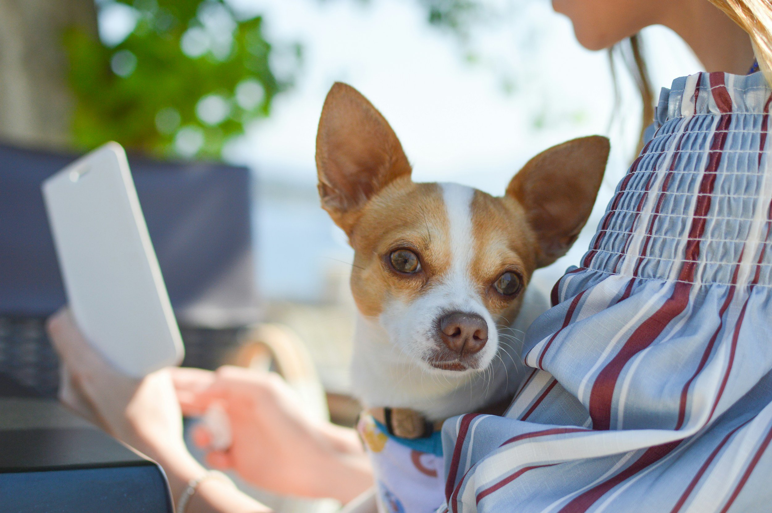 Could Michigan's Pets Get Vet Care Without Leaving Home? A New Bill Sparks Debate