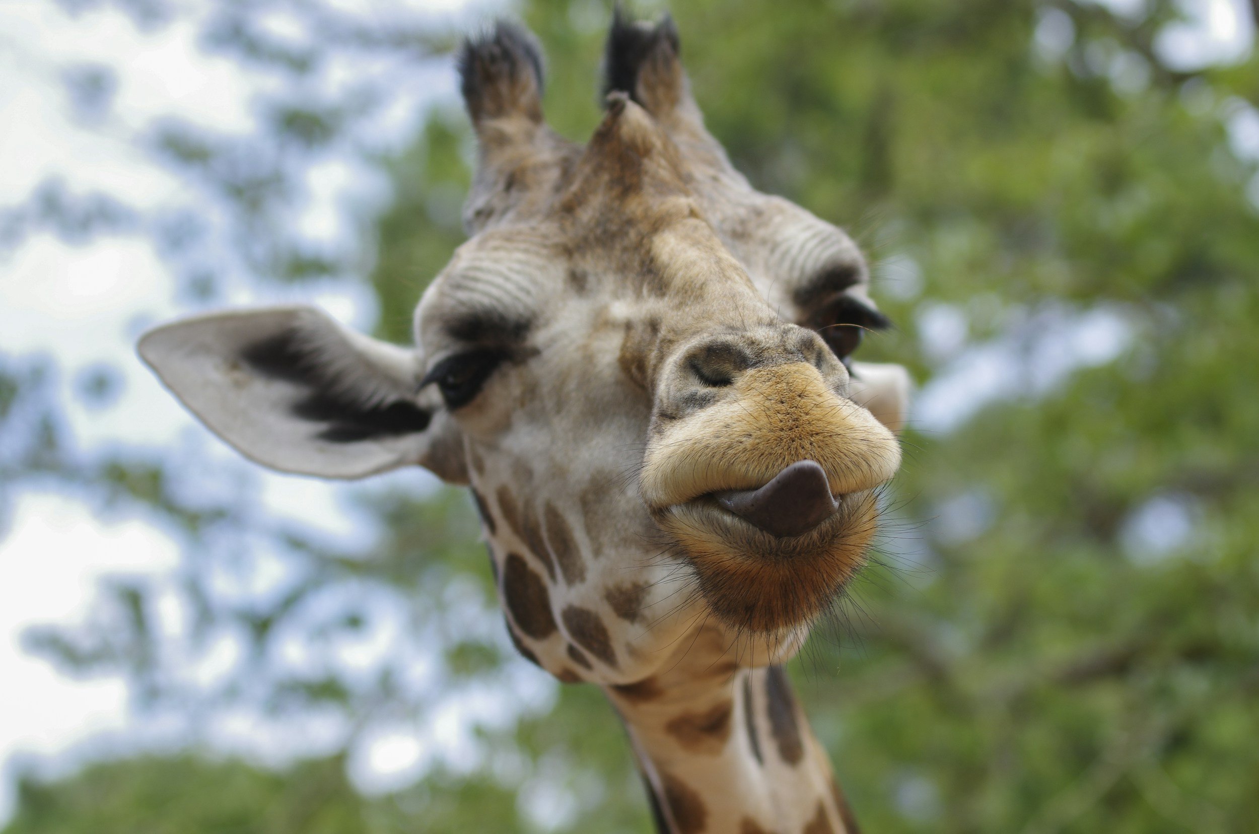 Giraffes in Crisis: U.S. Proposes Federal Protections to Save the Tallest Mammals on Earth