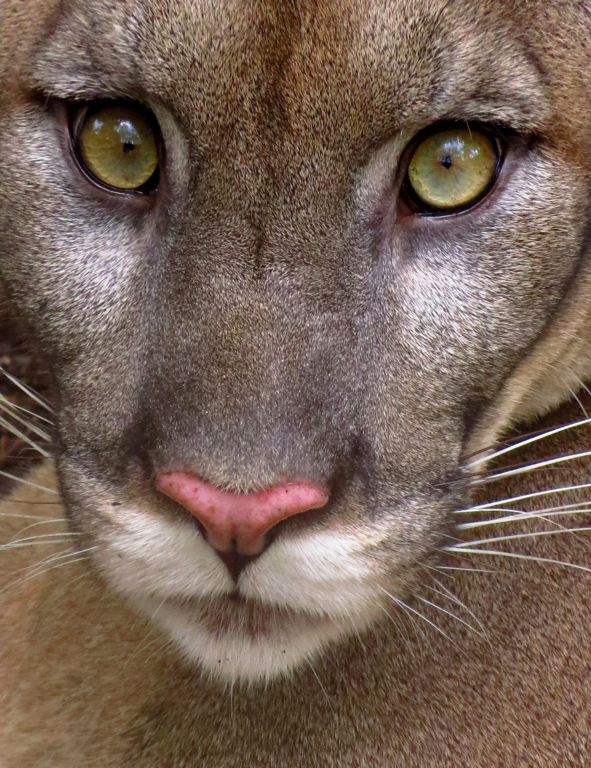 Florida panthers deemed unaffected by emerging fatal genetic condition in new UCF-led research