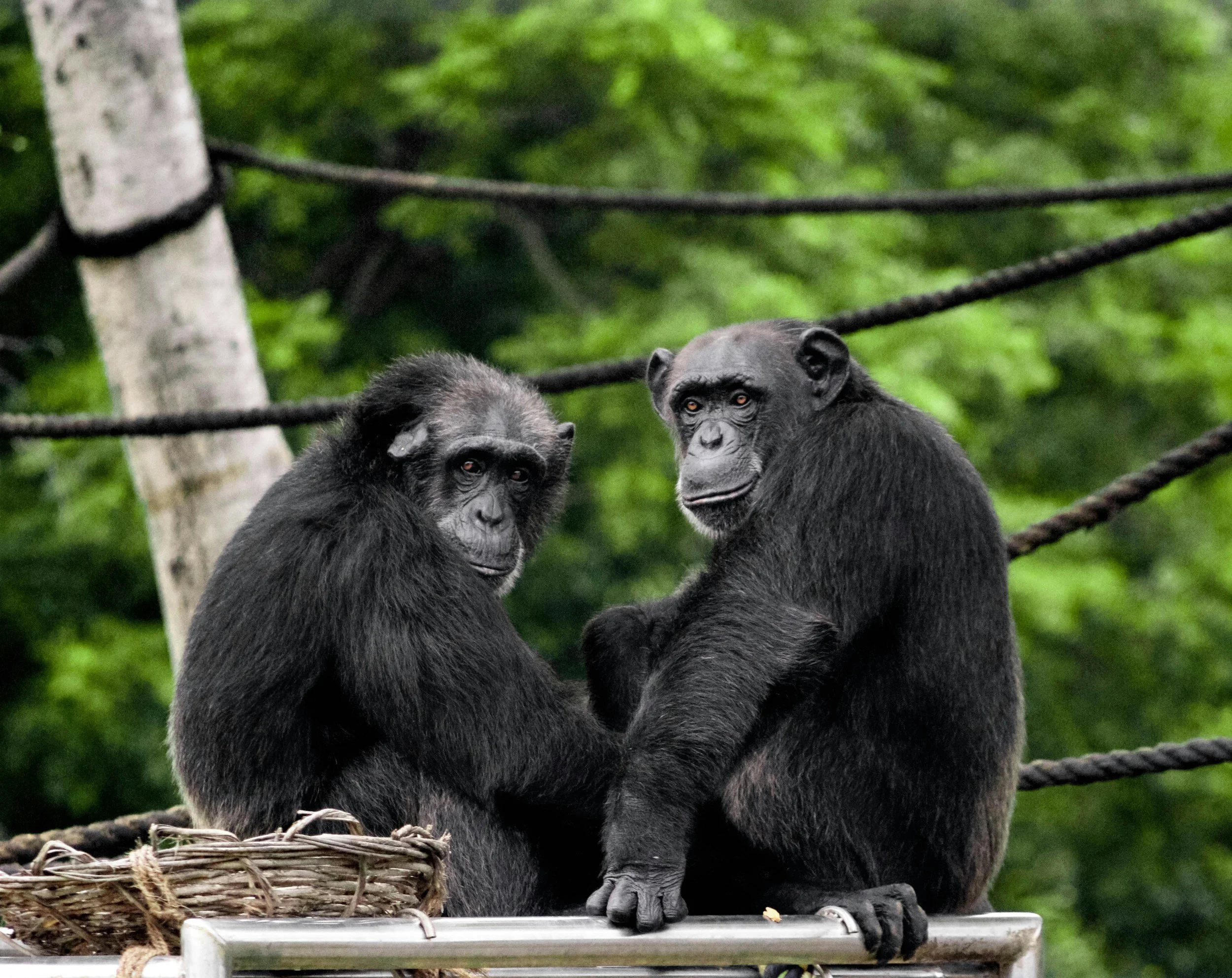 Friendly social behaviors are contagious for chimpanzees