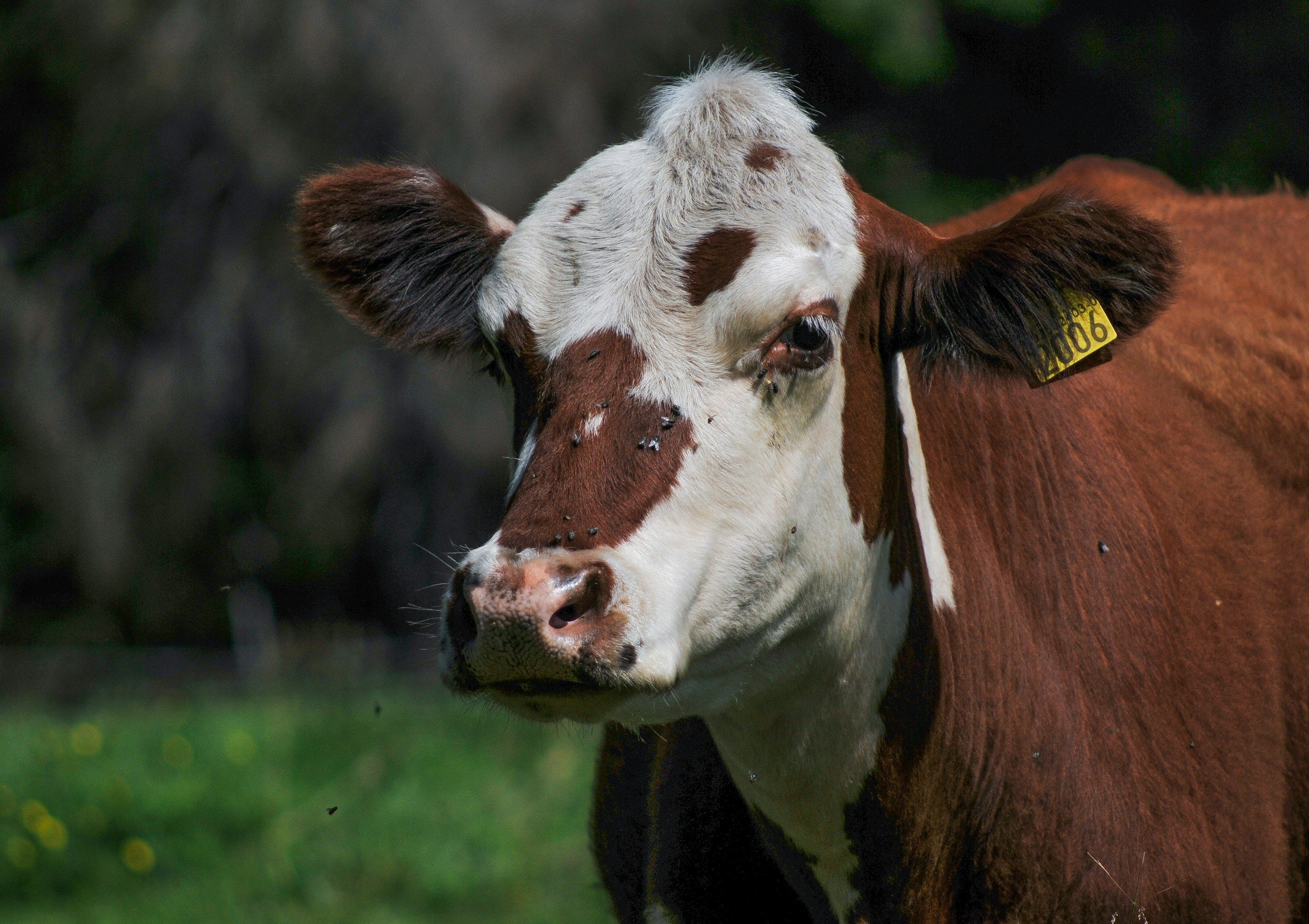 Flesh-Eating Maggots Invade Mexico: USDA Issues Emergency Alert to Protect U.S. Livestock