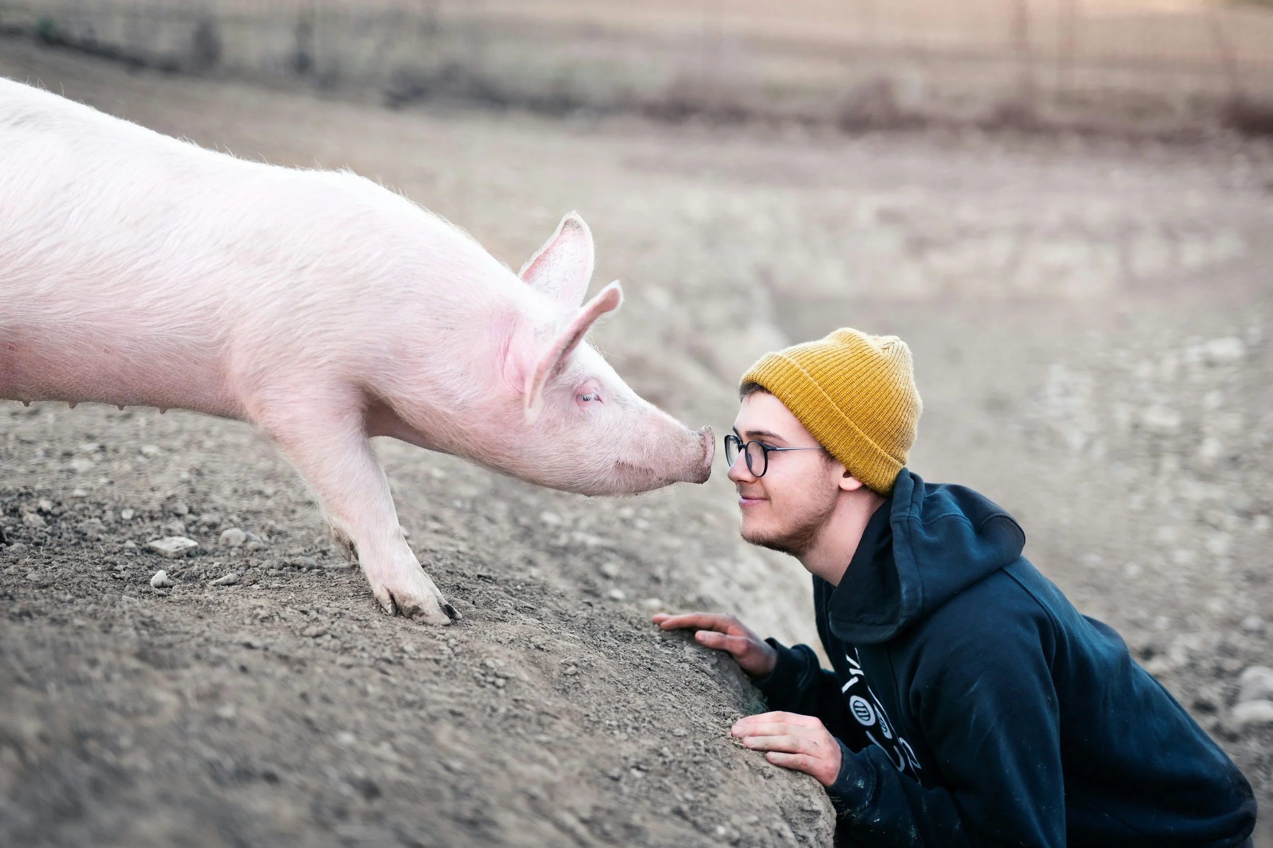 The Critical Move to Save Canada’s Swine Industry: How One Program is Reshaping the Future of Veterinary Medicine