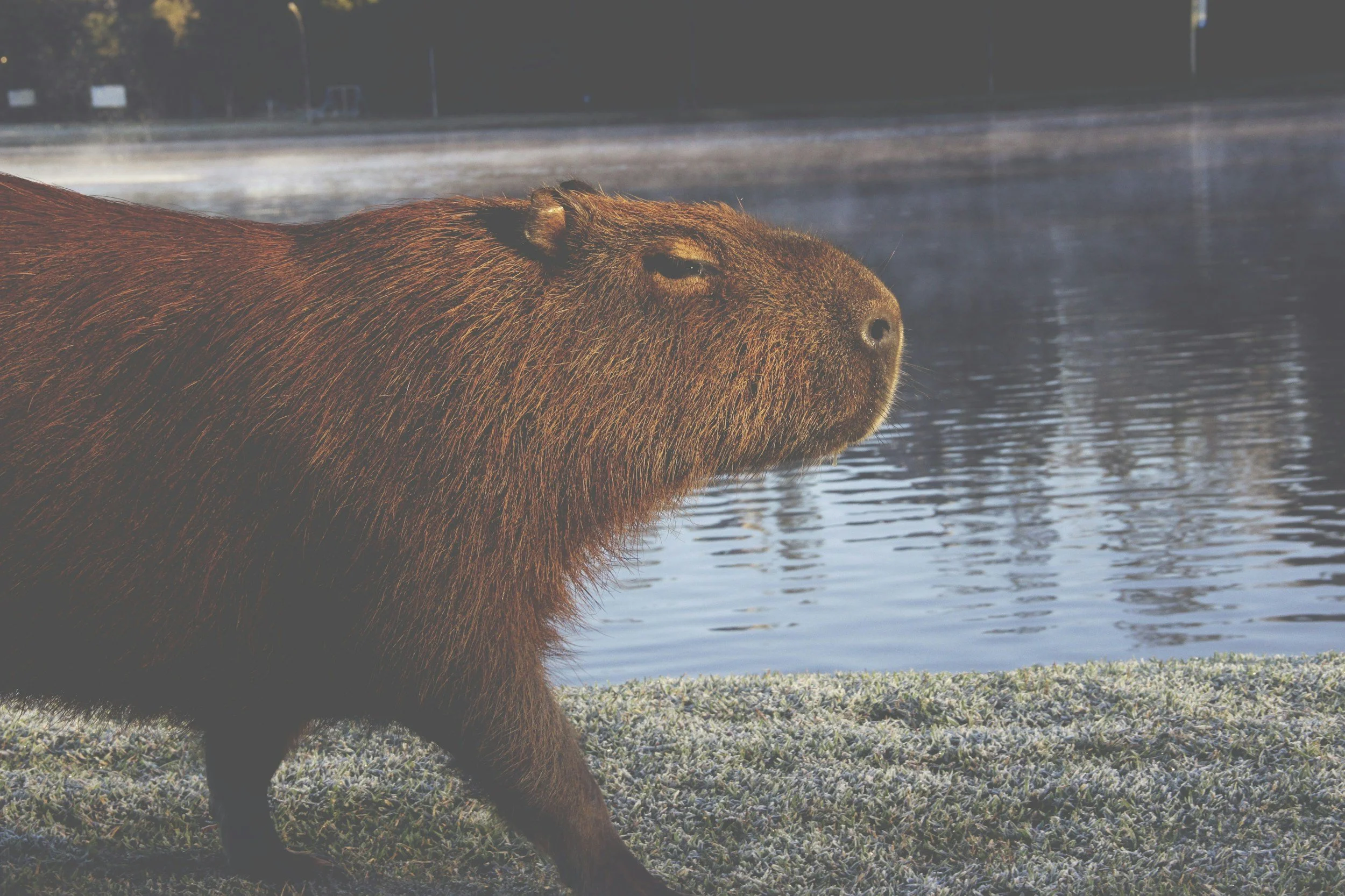 Capybaras found dead from rabies on island in Brazil warn of need to monitor virus