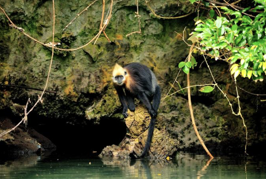 Endangered Cat Ba langurs defy poor environmental conditions and show remarkable adaptation