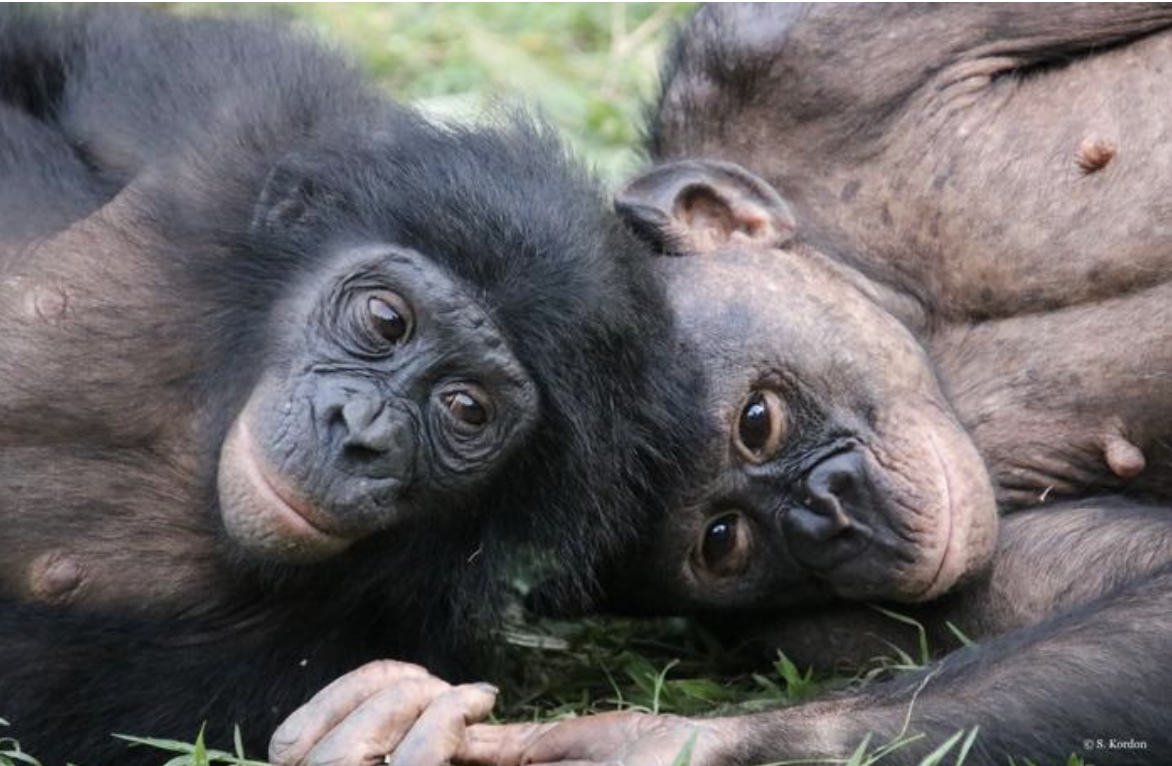 World’s only bonobo sanctuary helps orphaned apes overcome trauma to develop social skills and empathy