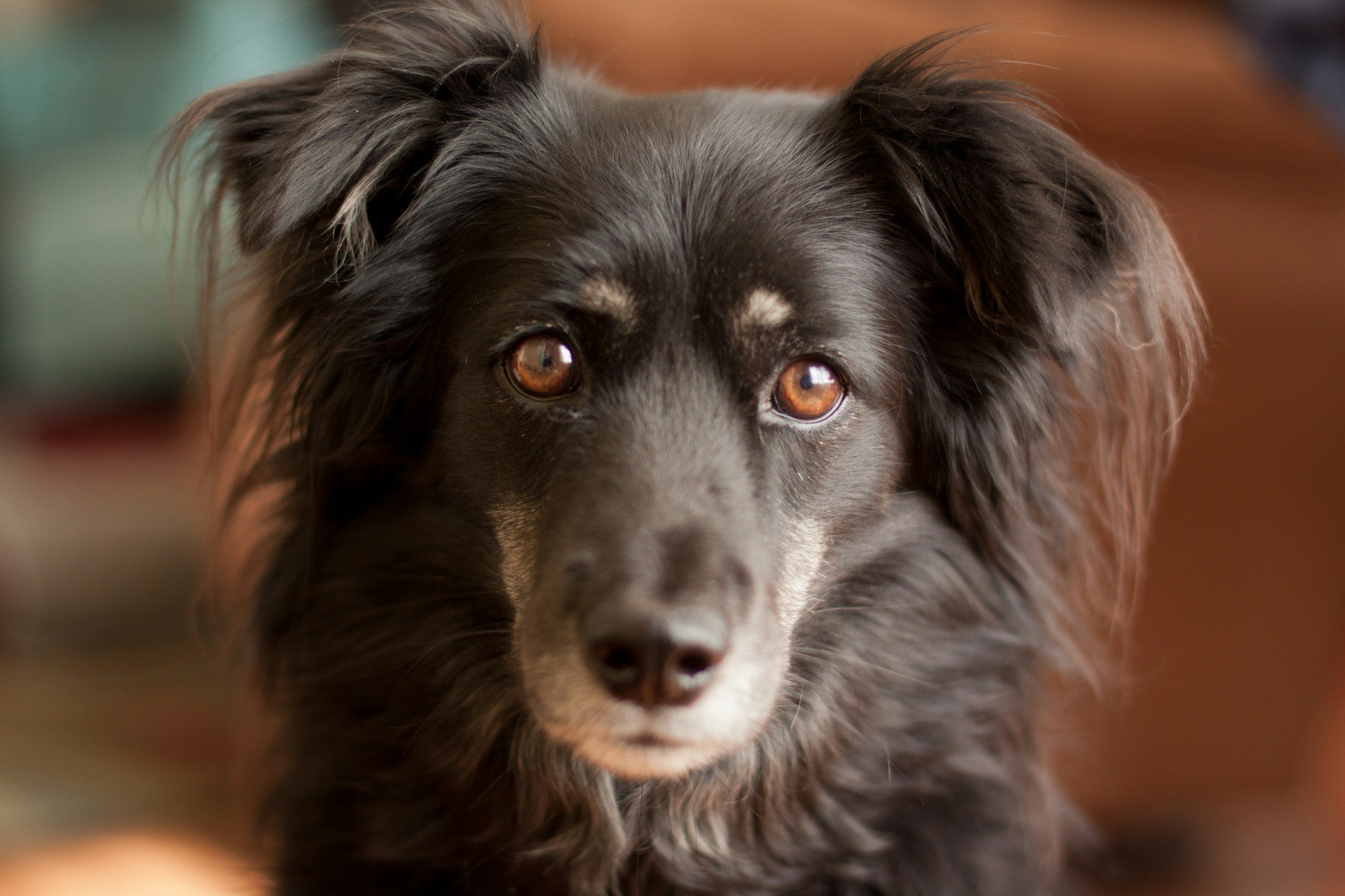 Do animals get jealous like people? Researchers say it’s complicated.