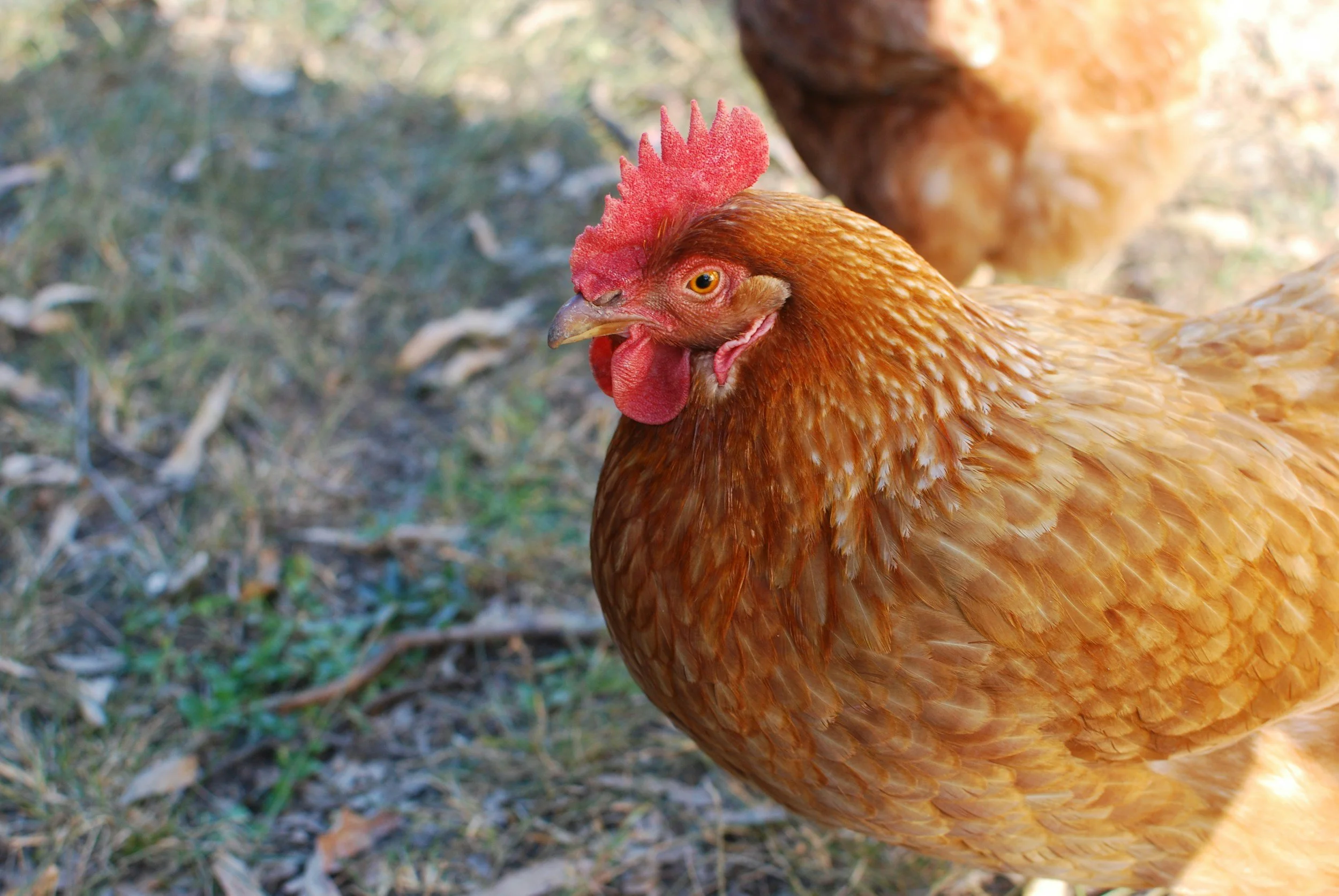 T cells may offer some protection in an H5N1 ‘spillover’ scenario