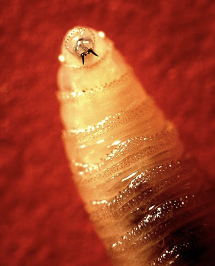 Invasive Fly Threatens Texas Livestock: What You Need to Know About the New World Screwworm