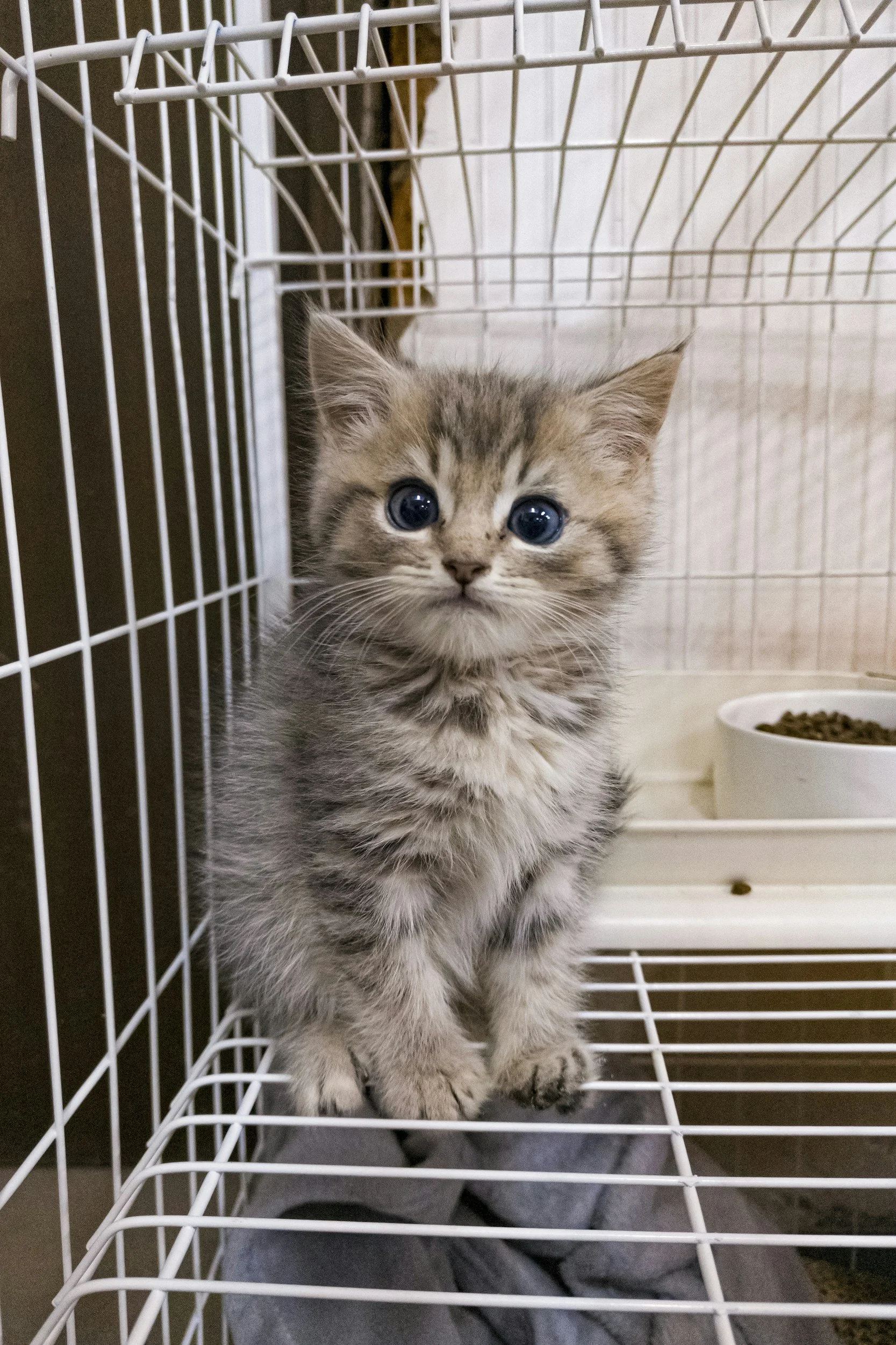 Could Shelter Cats Be Silent Carriers of SARS-CoV-2? New Study Finds Surprising Results!