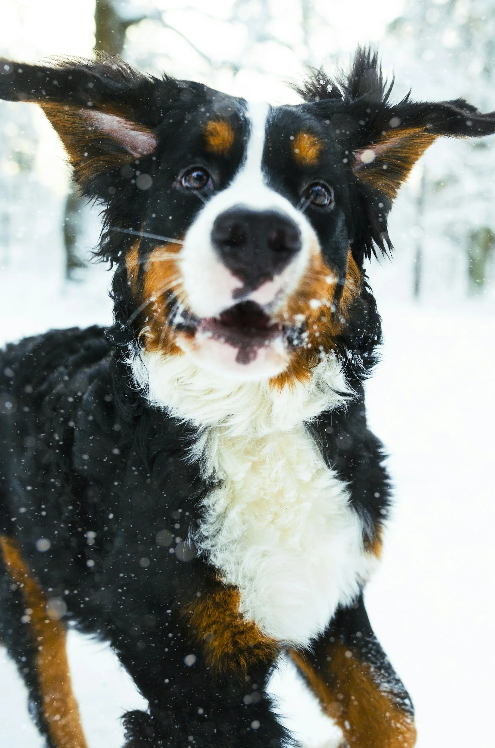 Dog Breed Might Predict Cancer Risk: New Study Reveals Shocking Findings