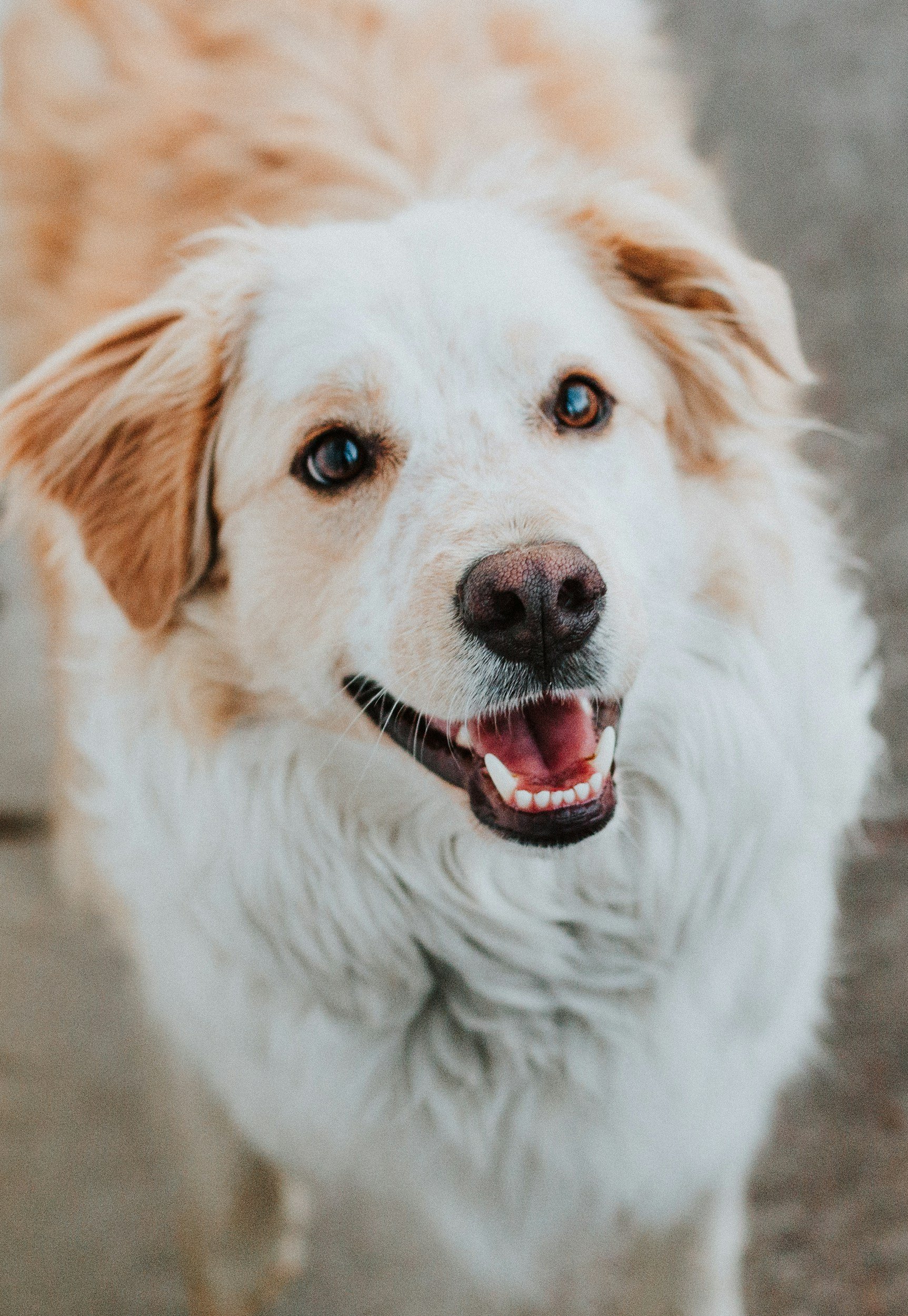 University of Florida Leads Task Force to Combat Animal Cruelty in North Florida