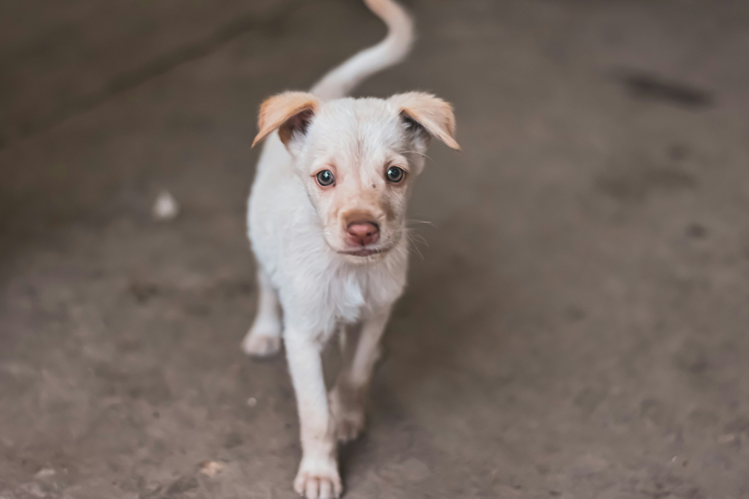 Utah Students Bring Essential Vet Care to Rural Communities—See How They're Helping Over 300 Dogs in Clarkston