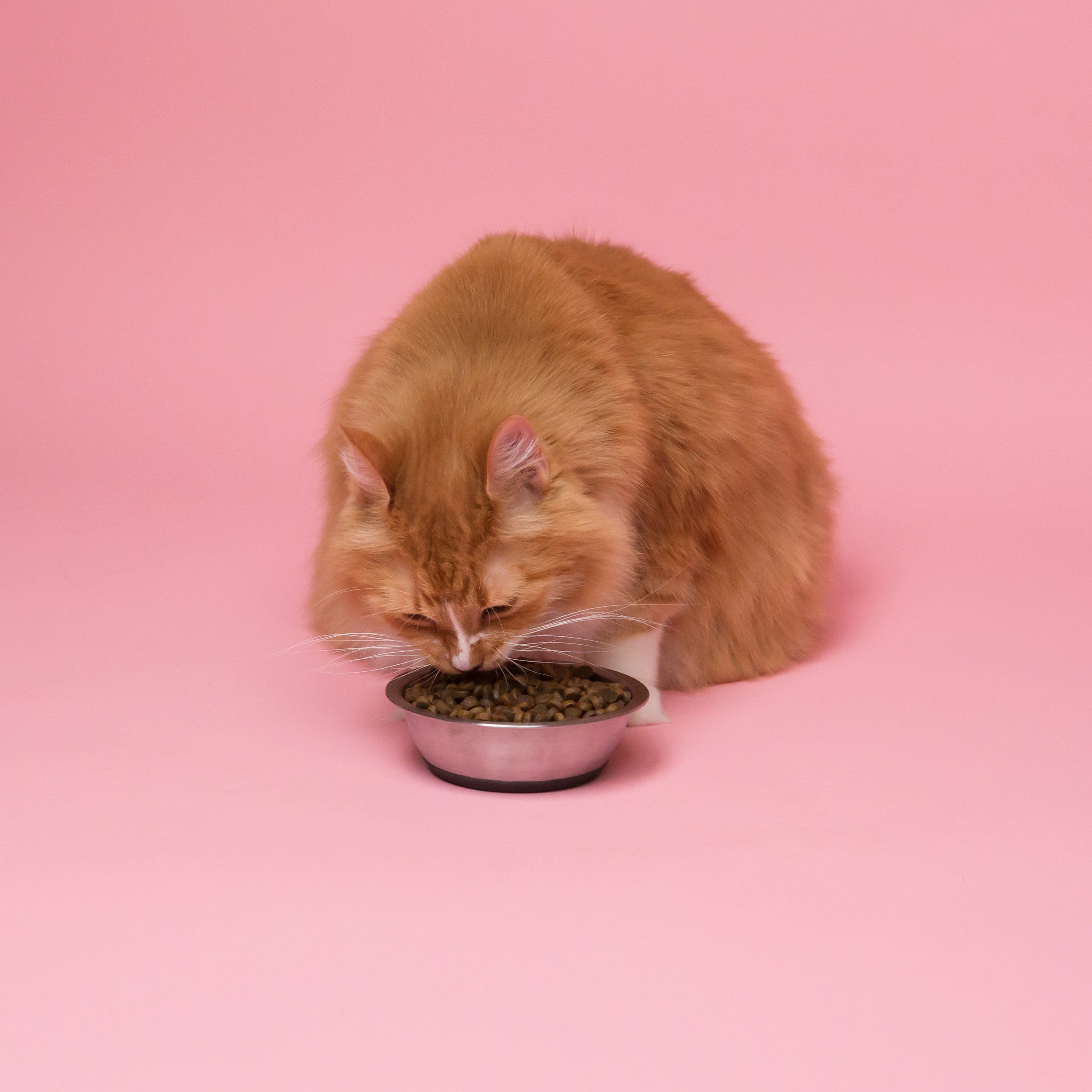 Raw Pet Food Recall Issued After Cat Fatalities Linked to Avian Influenza: What Veterinarians Need to Know