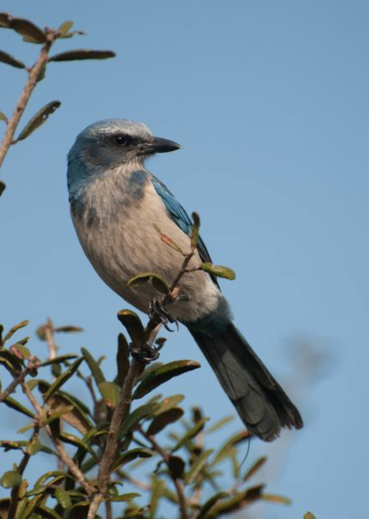 Conservation focusing on birds of a feather may have mixed results, MSU-led study shows