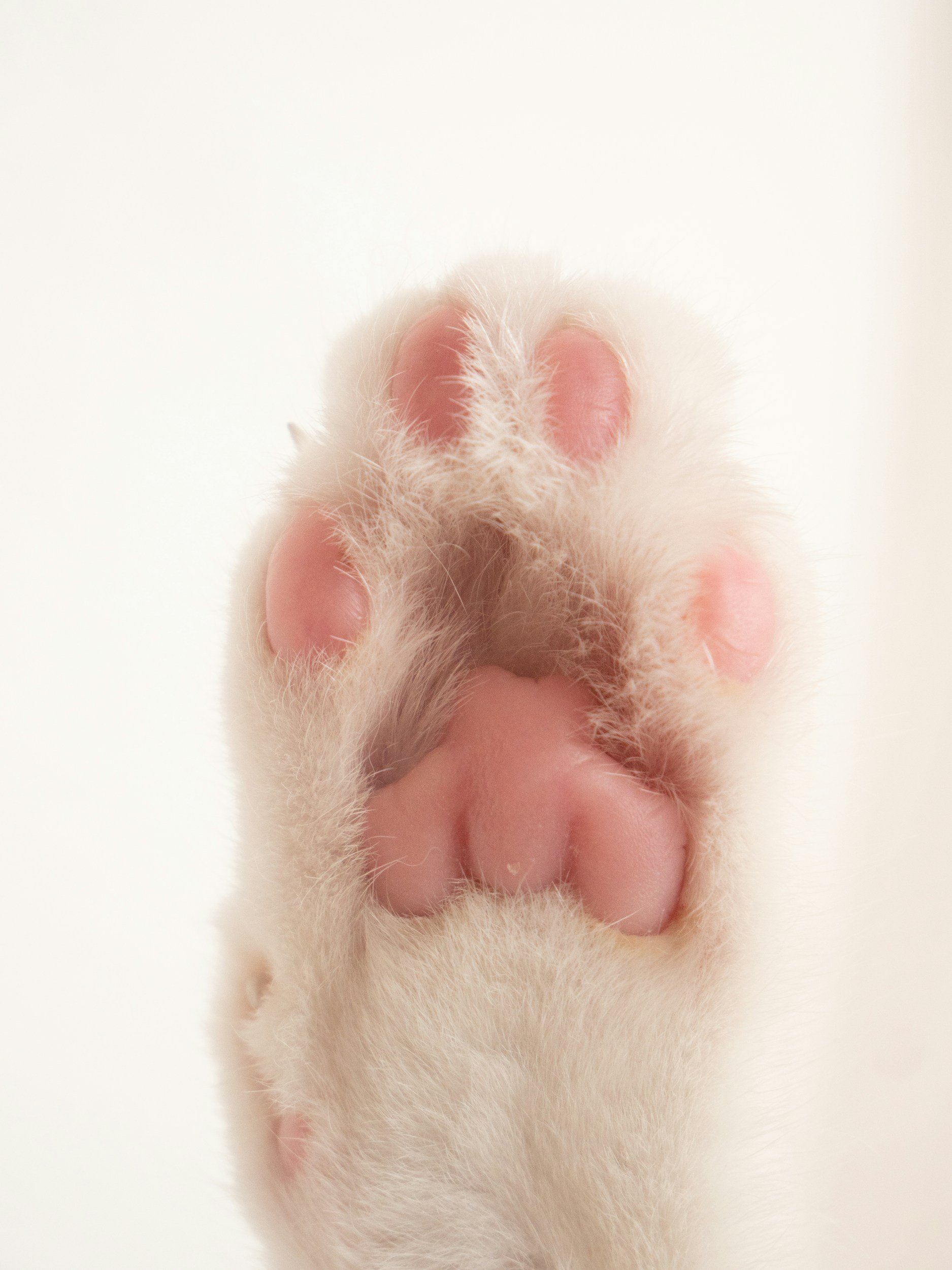 Calfornia’s Cat Declawing Ban Faces Familiar Foe: The Veterinary Lobby