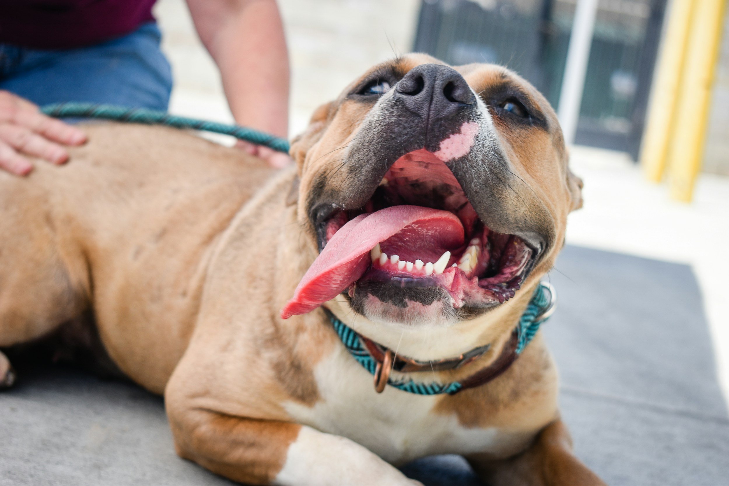 Fort Worth Shelters Bounce Back After Canine Distemper Outbreak, Adoption Resumes with New Safety Protocols