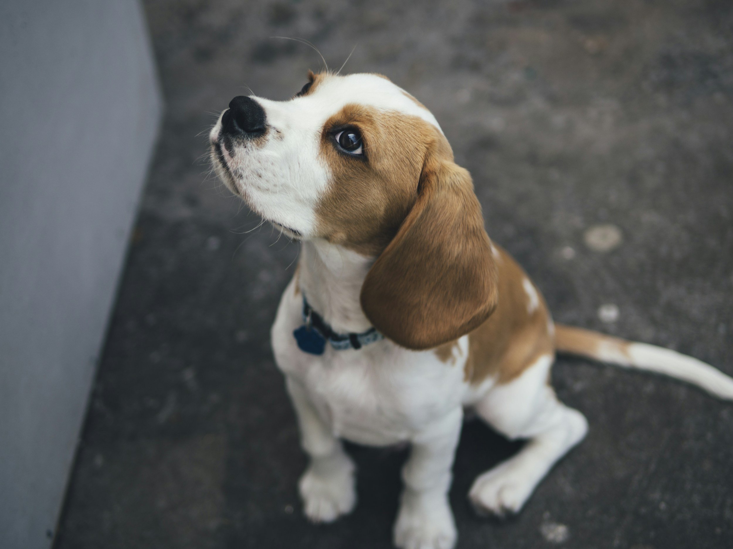 Face processing abnormalities identified in autism dog model
