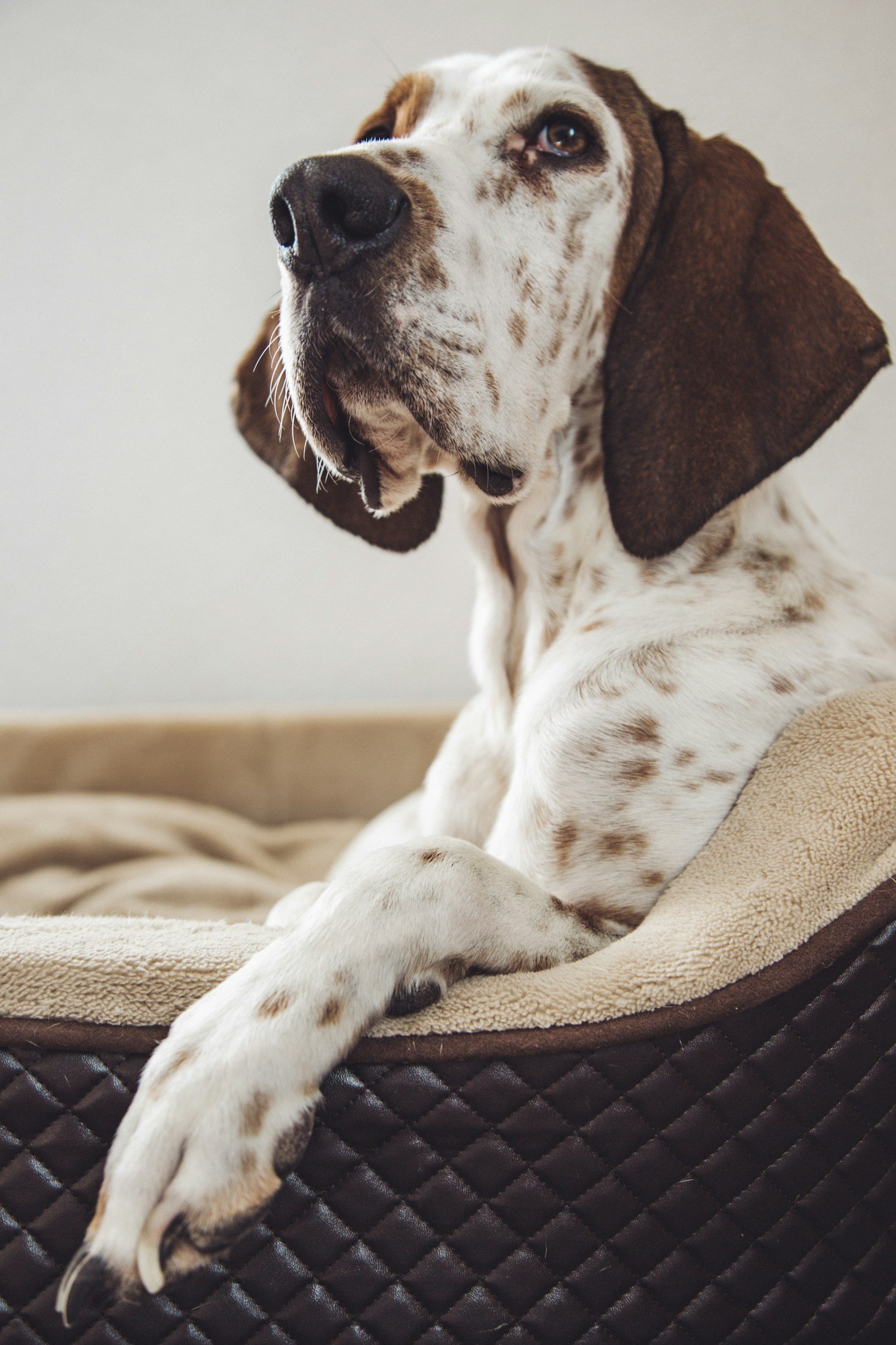This Brain Tumor Treatment for Dogs Doubles Survival Time—And It's Not Surgery