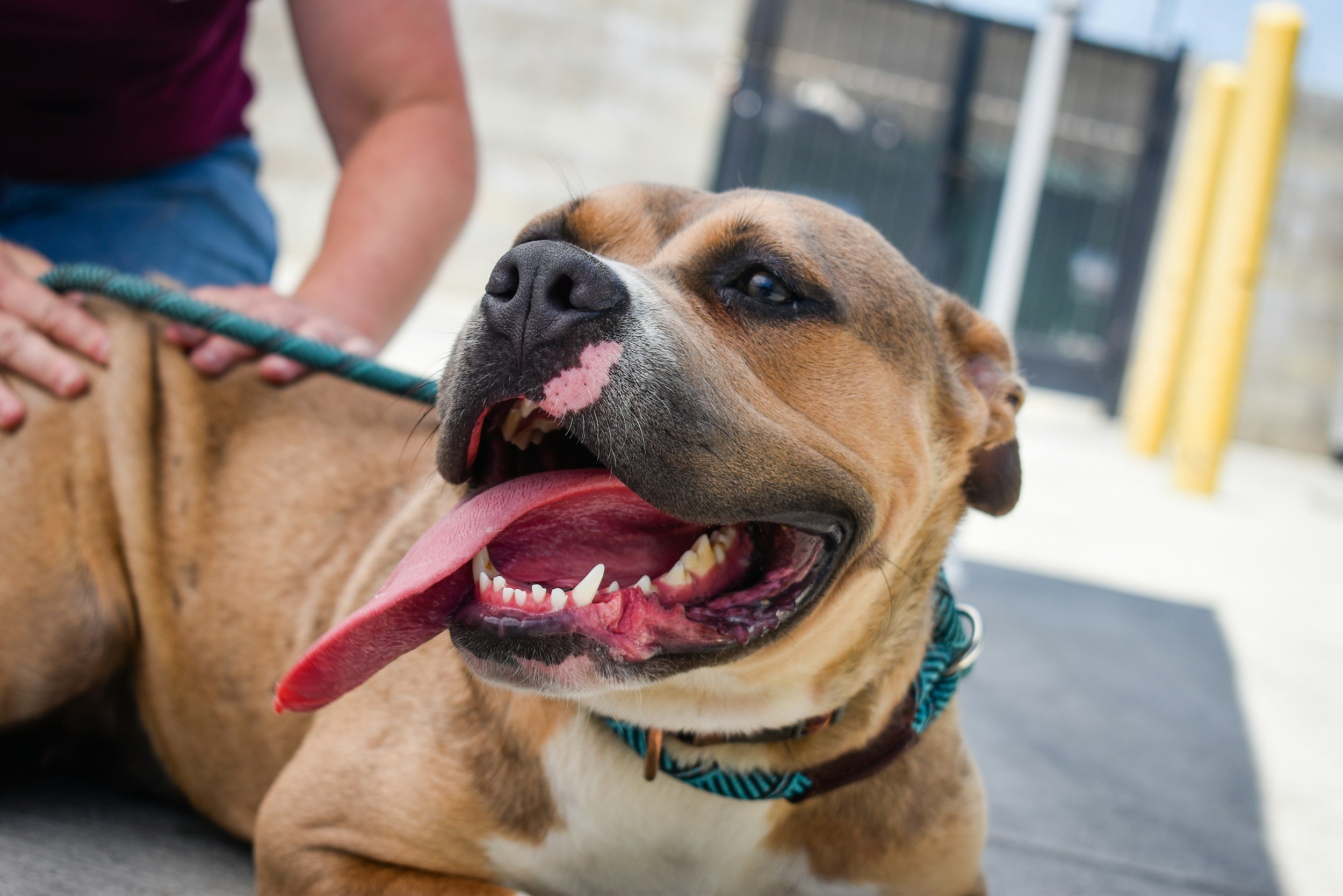 “Shelter Me: The Cancer Pioneers” Trailer Debuts, Showcasing How Dogs Are Helping Unlock the Future of Cancer Treatment