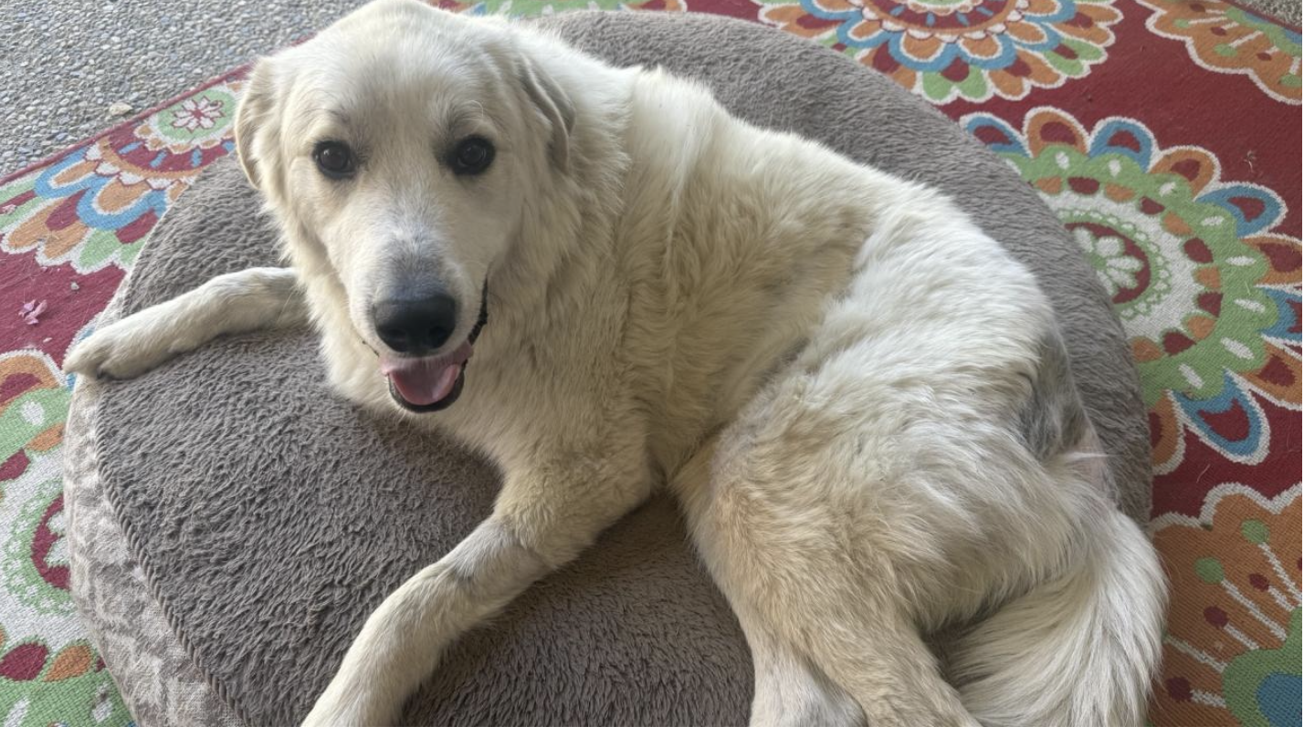 Abandoned Dog Hit by Car Recovers from Back Surgery thanks to UC Davis Vets
