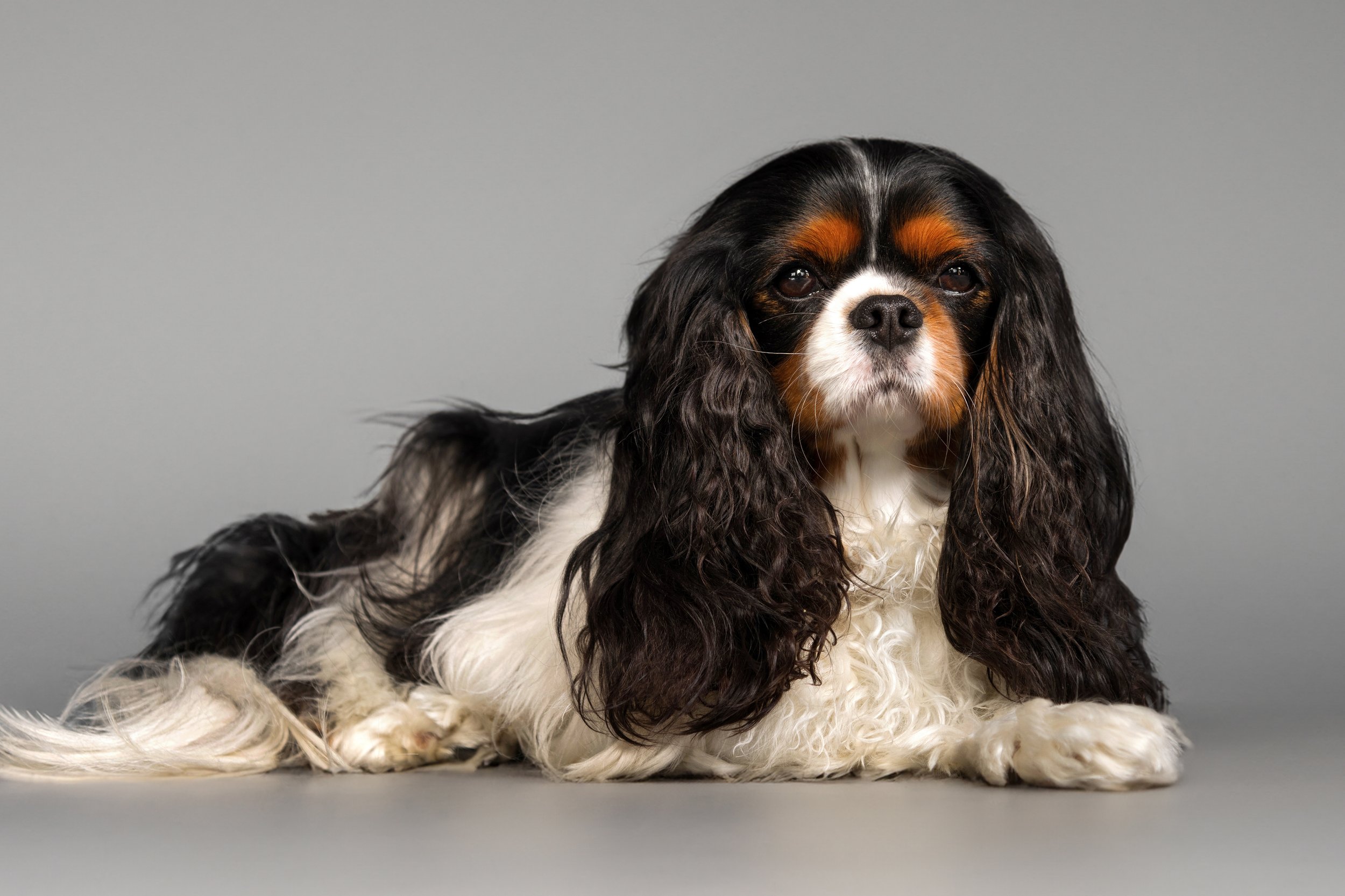 Studies look for potential therapy targets for dogs with Chiari-like malformation