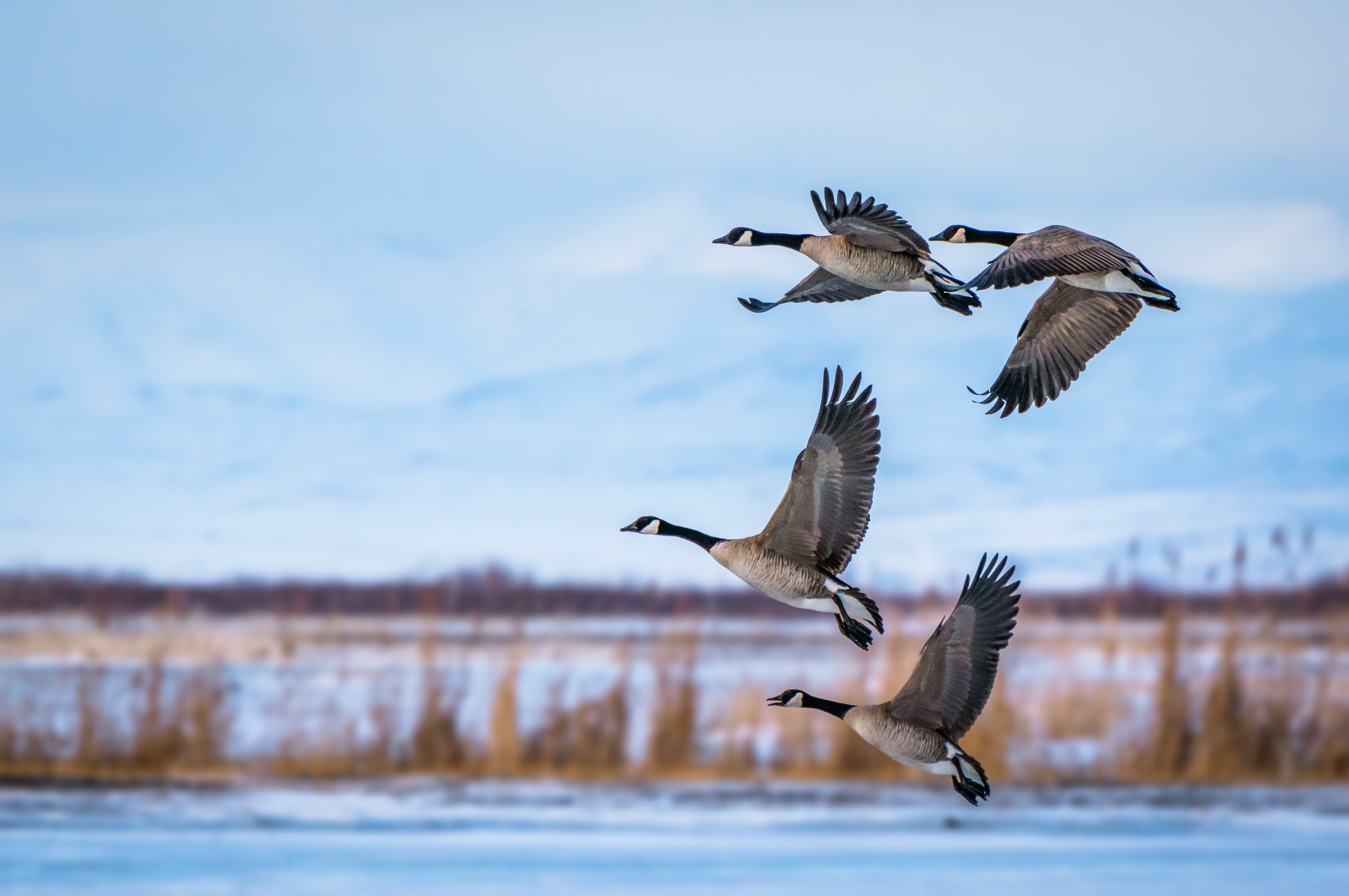 Bird Flu Is Spreading—And the World Desperately Needs More Wildlife Rehabilitators