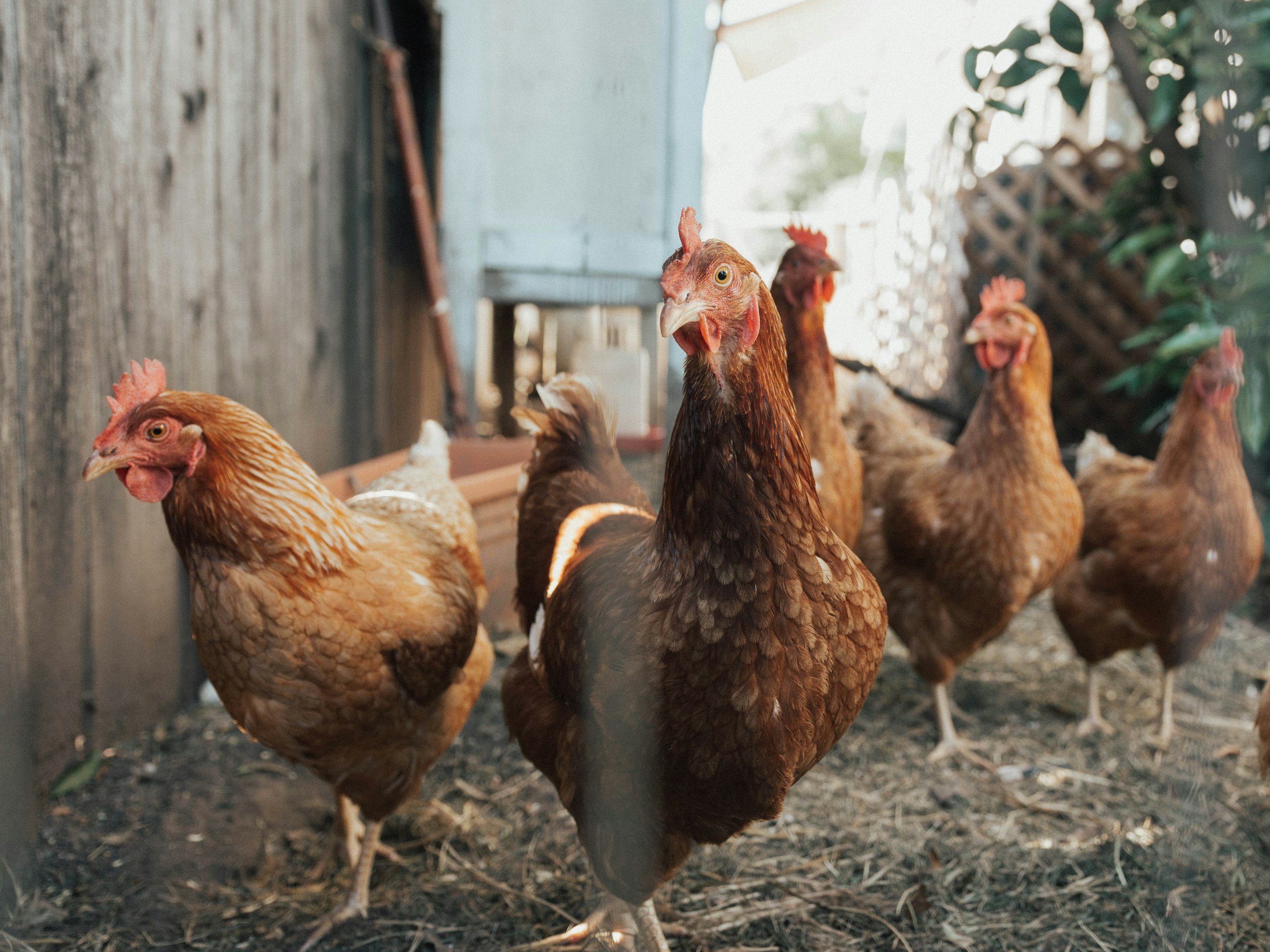 Could Bird Flu Vaccines Be Coming to U.S. Poultry? USDA Signals Possible Shift