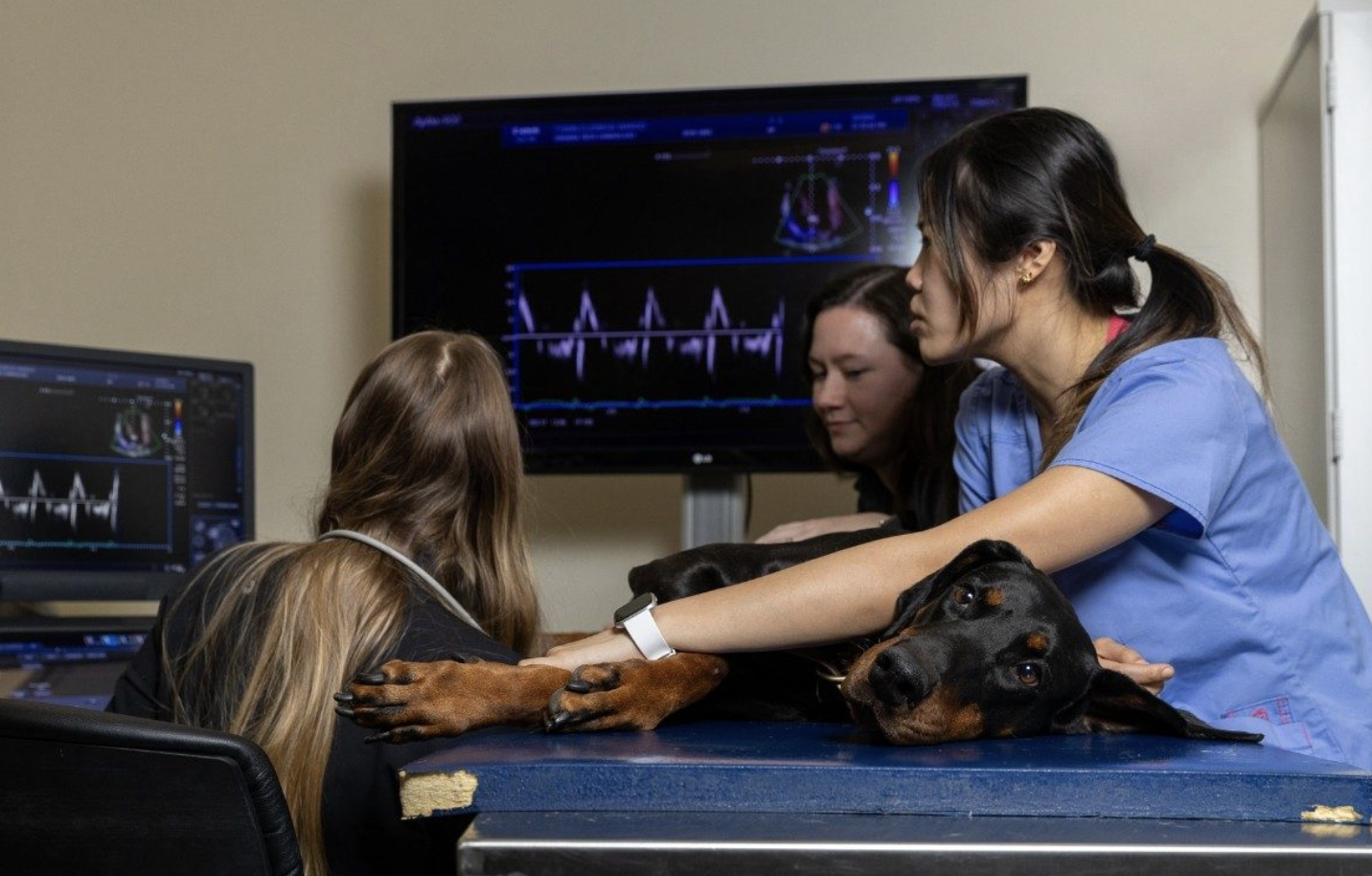Virginia Tech’s Veterinary College Expands Clinical Trials with Transformative $15 Million Spurr Estate Gift