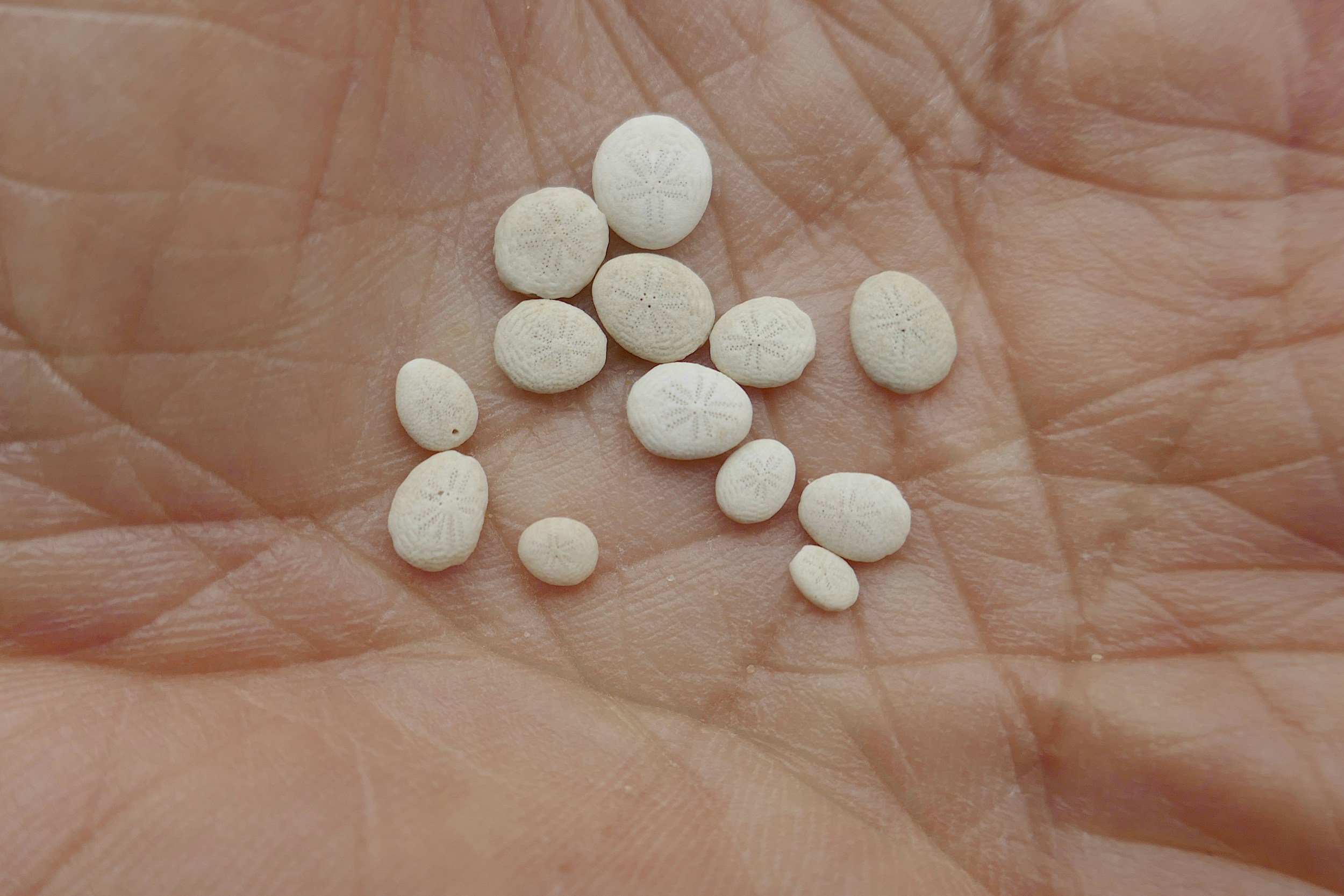 Veterinary Drug Emerges as New Threat in U.S. Illicit Drug Supply