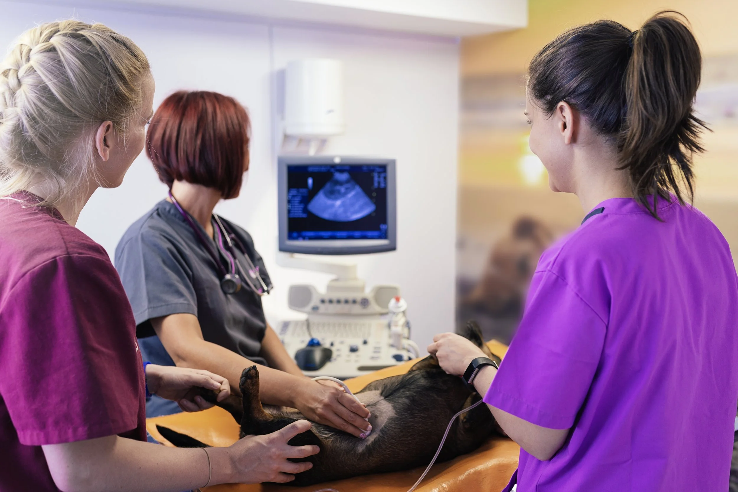 New Study Confirms Long-Term Gains from Hands-On Ultrasound Training for Emergency Vets