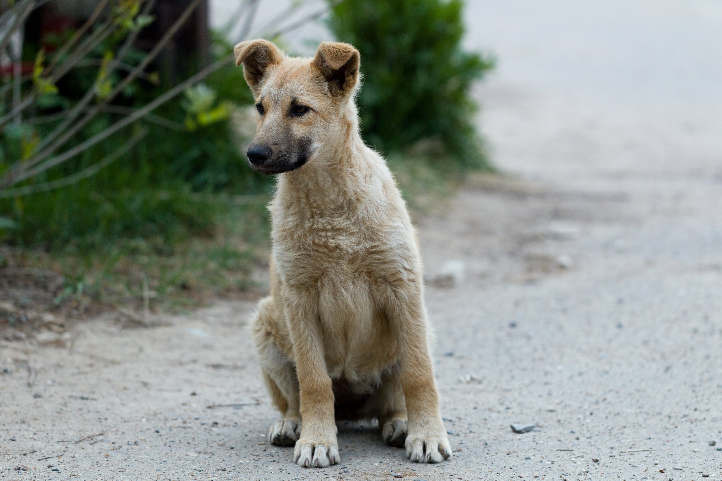 Exploring animal life in the radioactive shadows of Chornobyl and Fukushima
