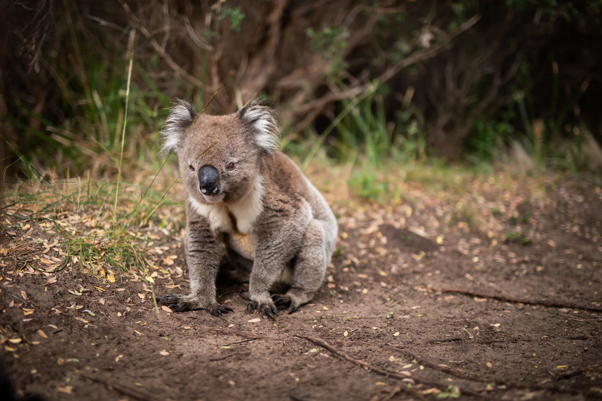 Koalas spend only 1% of their life on the ground – but it’s killing them