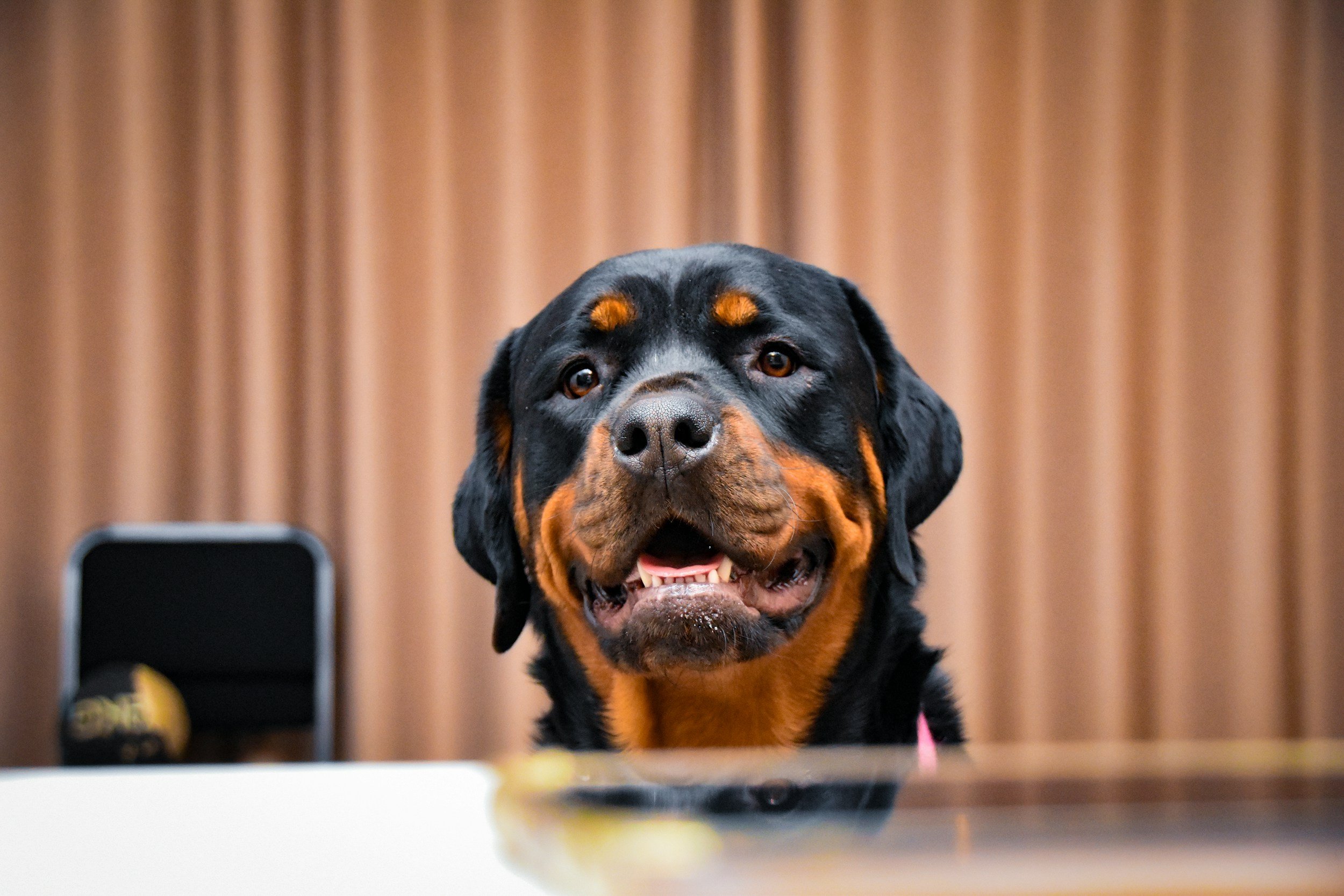 Do dogs judge you?