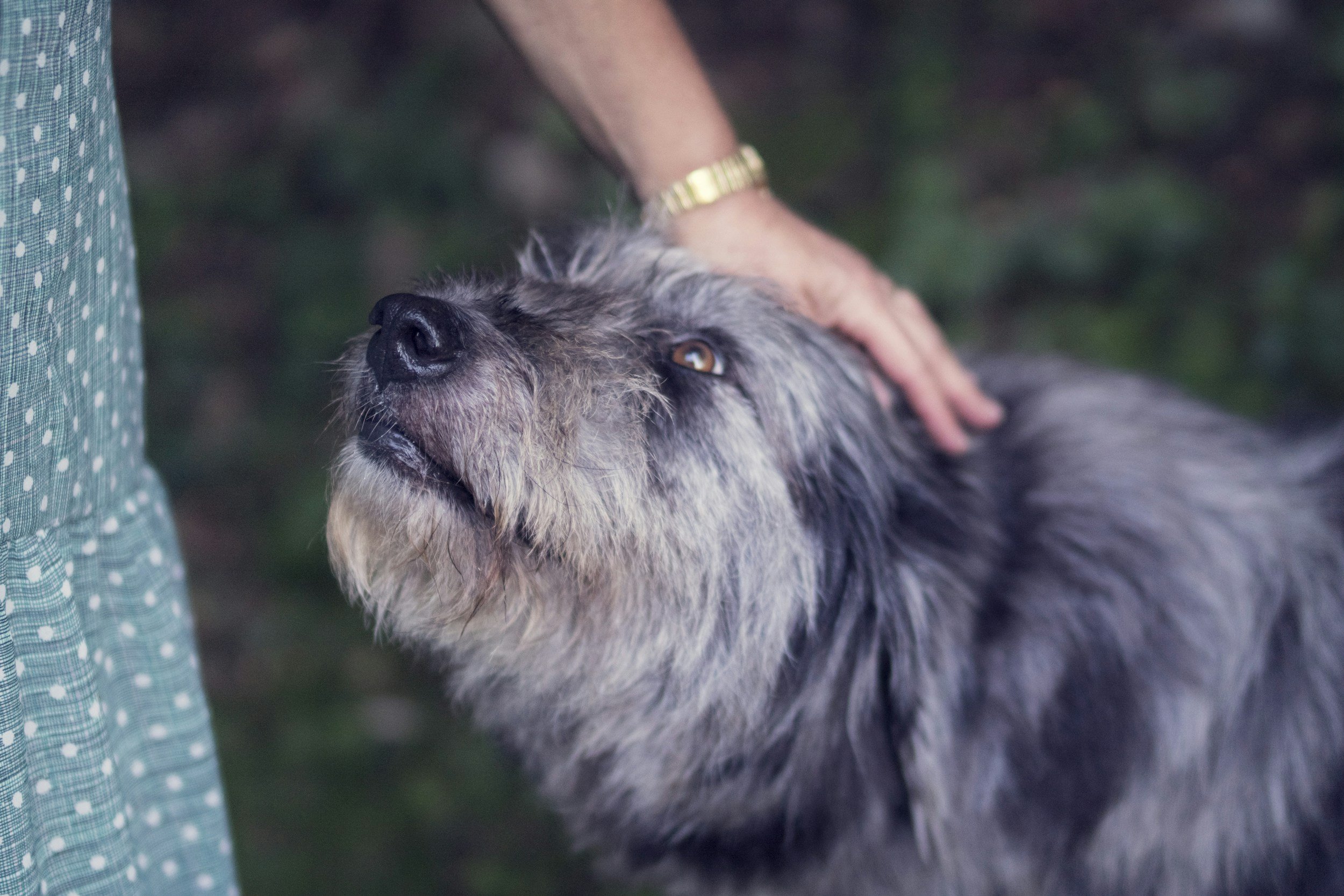 Pilot Study Evaluates Lipoma Reduction with Injectable Ice Slurry in Dogs