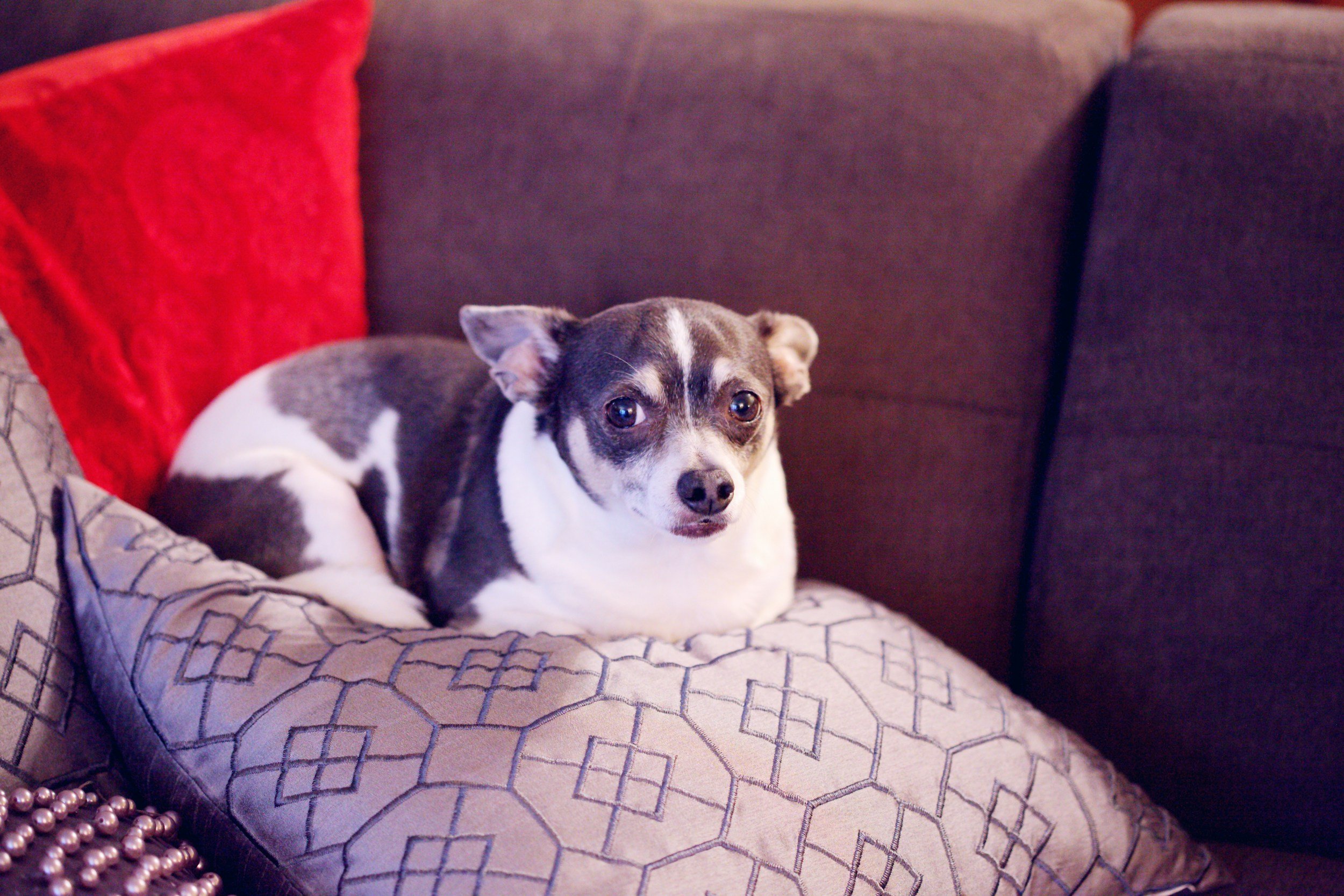 Study Links Dog Breed, Environment To Canine Obesity