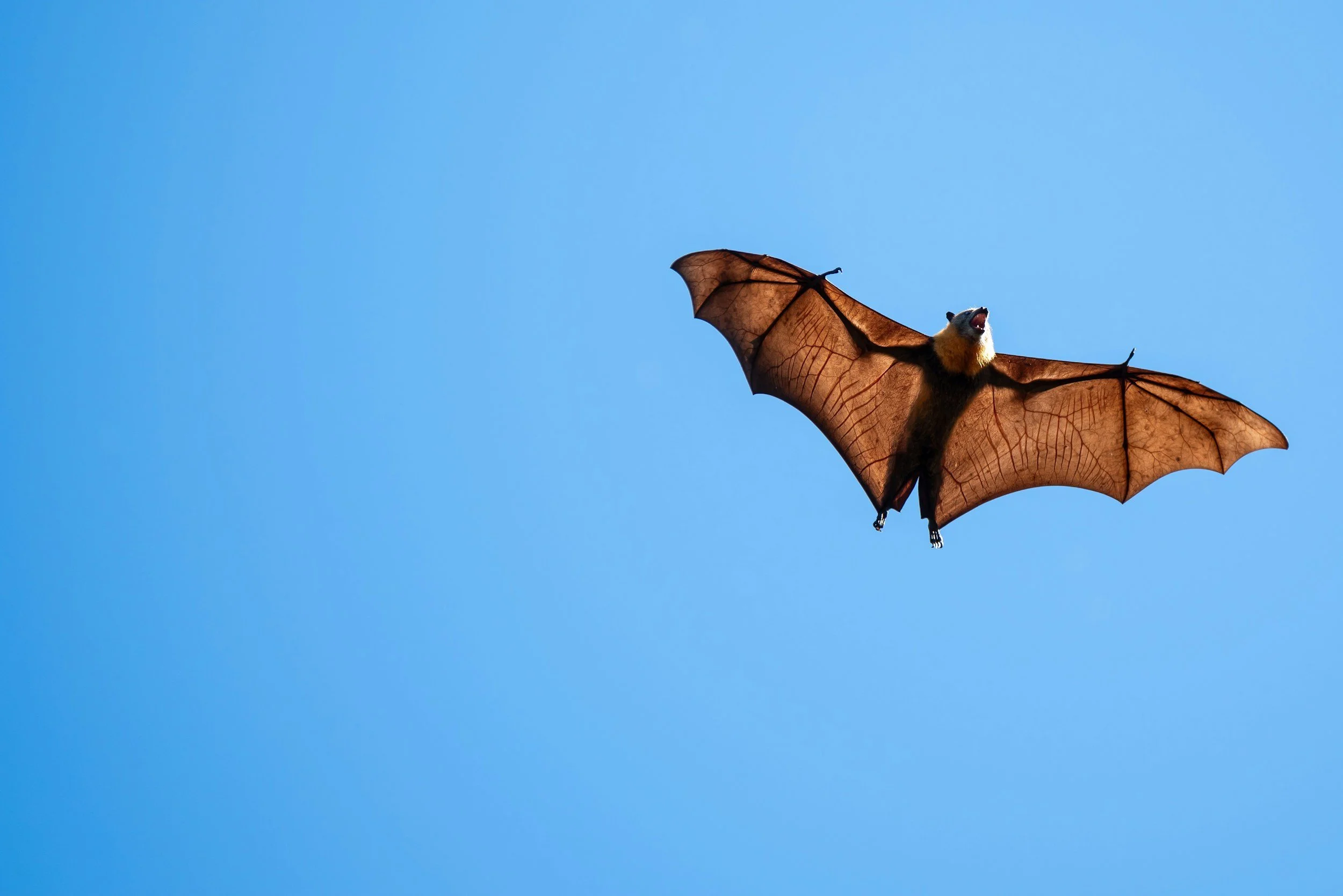 ‘Teen’ bats most likely to spread mutant coronaviruses